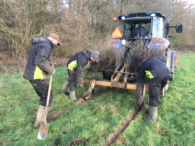 Eenmalige aanplant in het Gulpdal