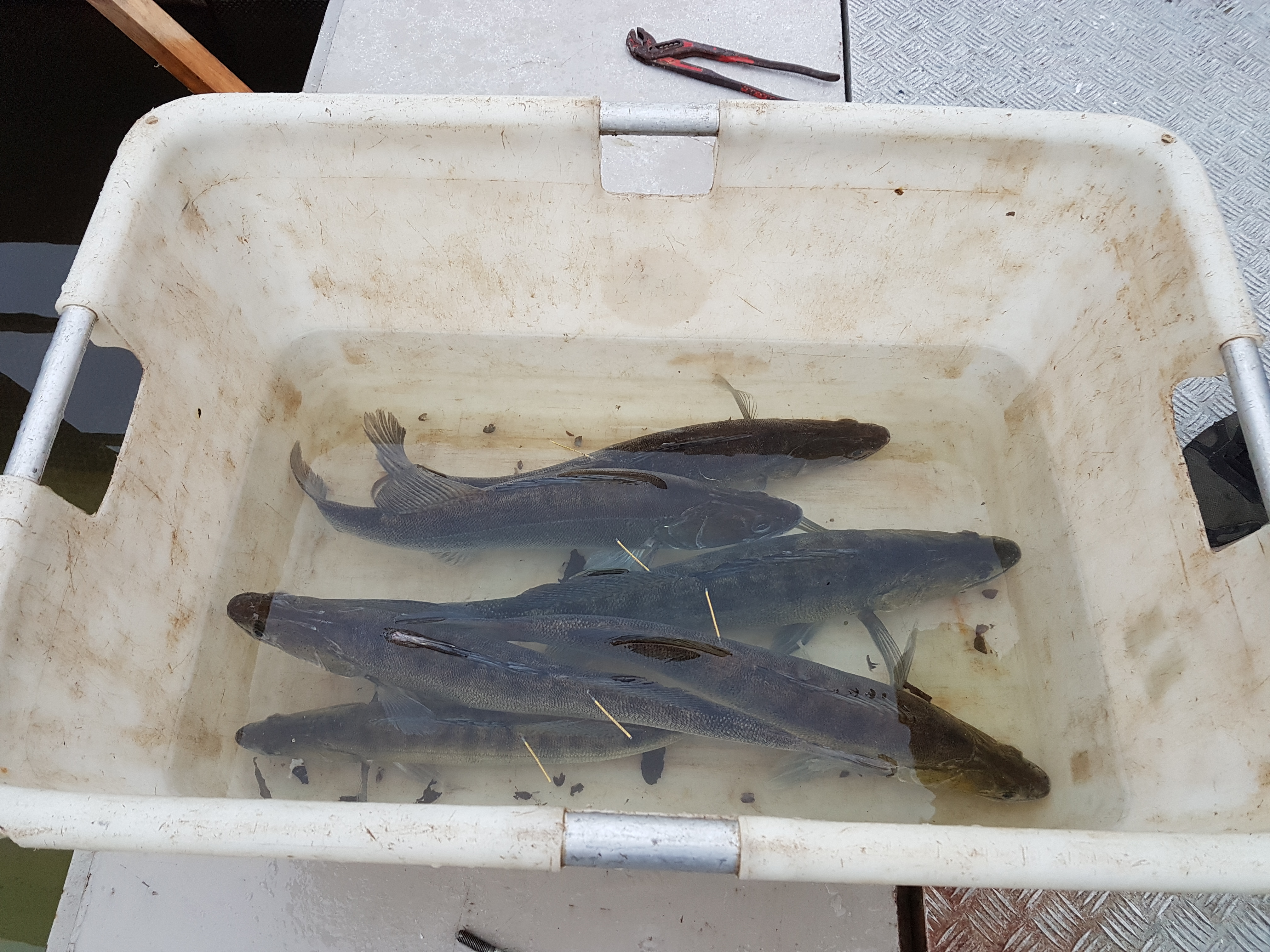 Gemerkte snoekbaarzen vlak voor uitzet. Foto: VisAdvies