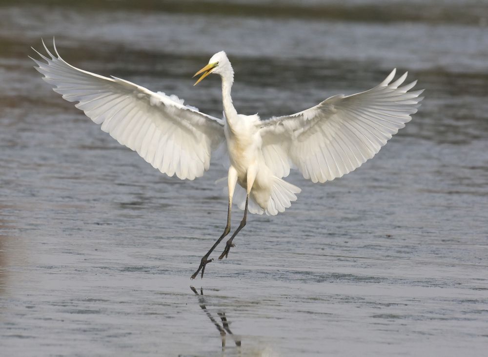 In de natuur bij het Haringvliet, foto: Natuurmonumenten