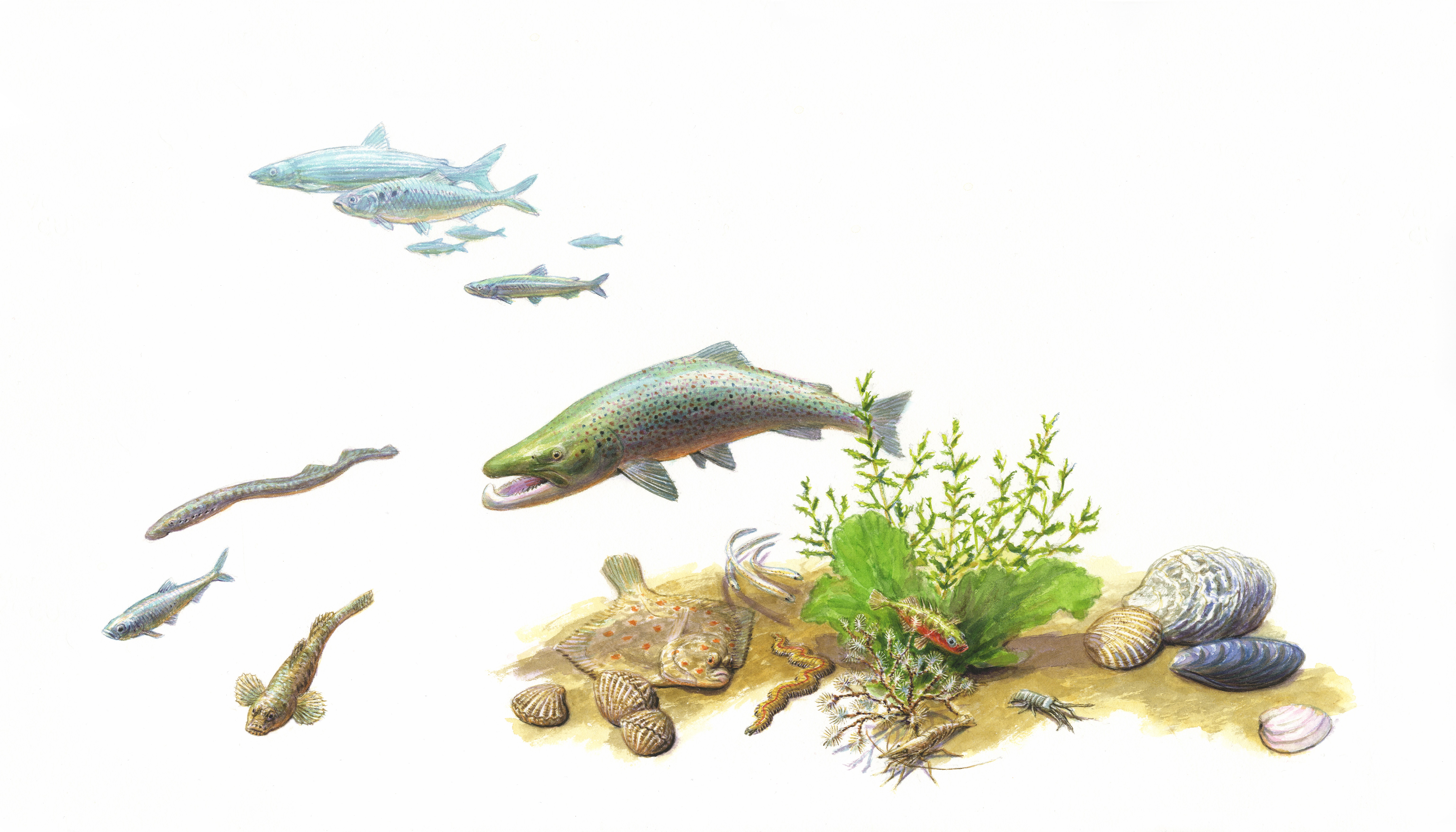 Vissen in het Haringvliet