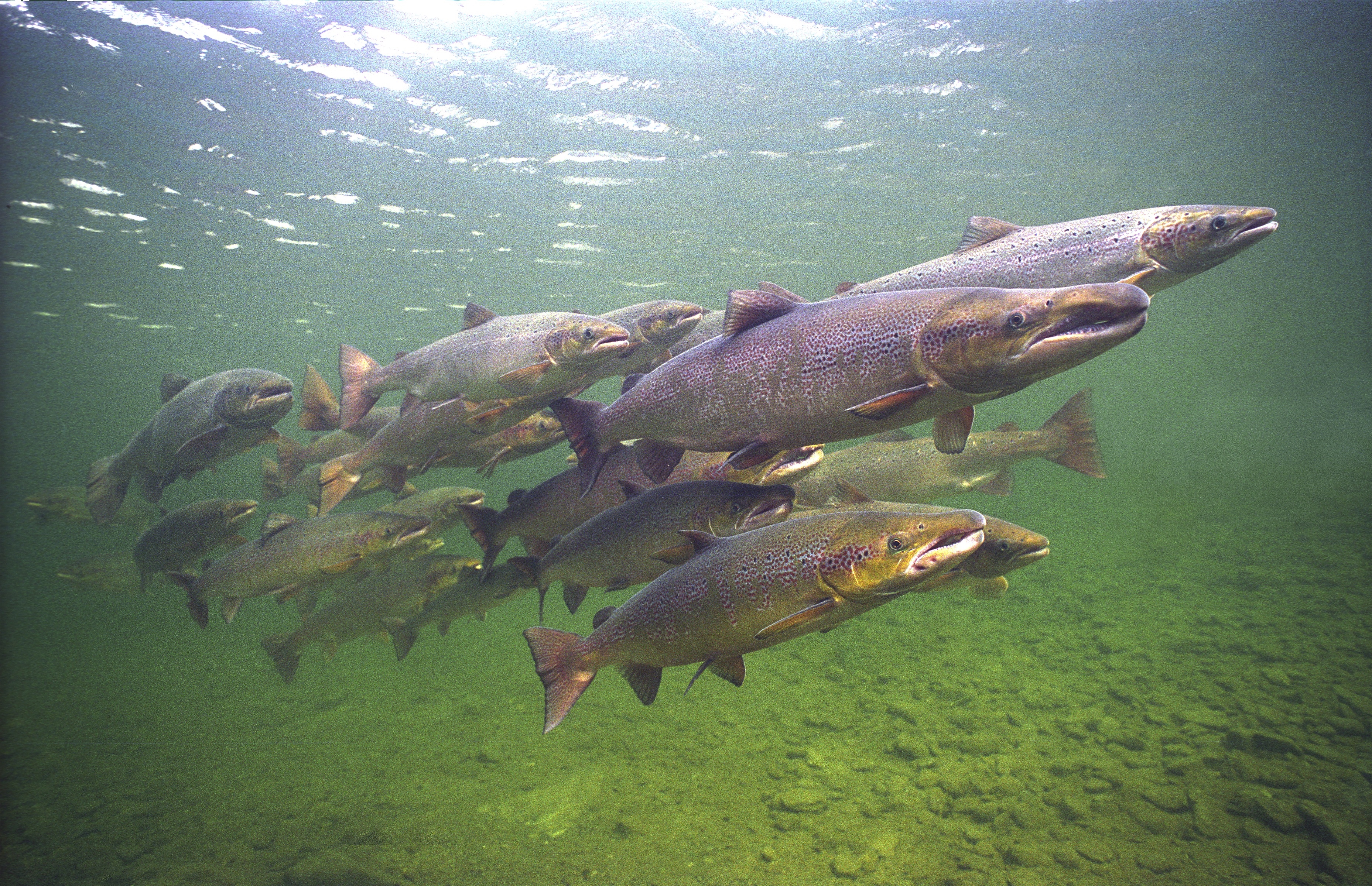 Zalmen. Foto: Gilbert van Ryckevorsel