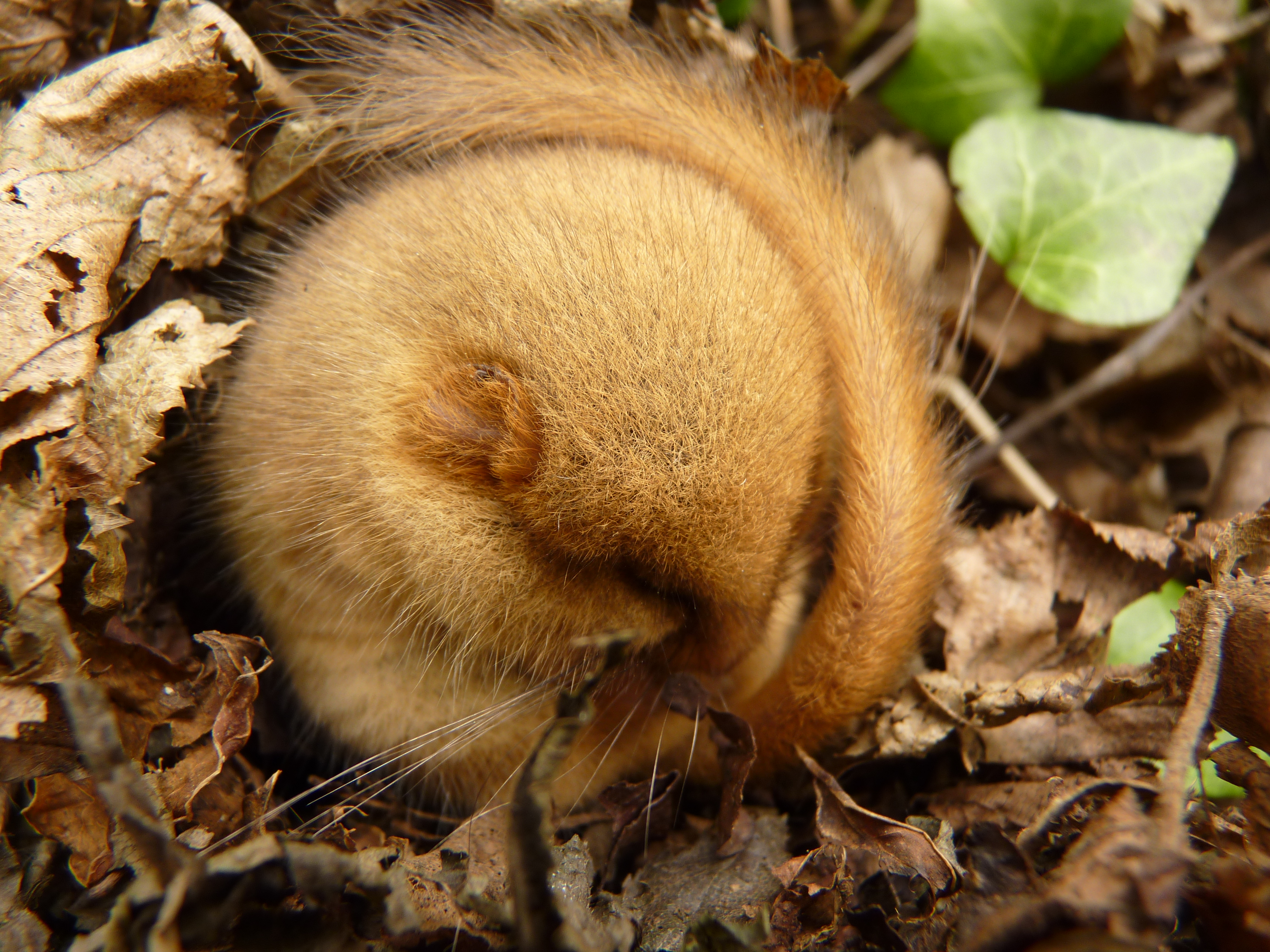 Hazelmuis
