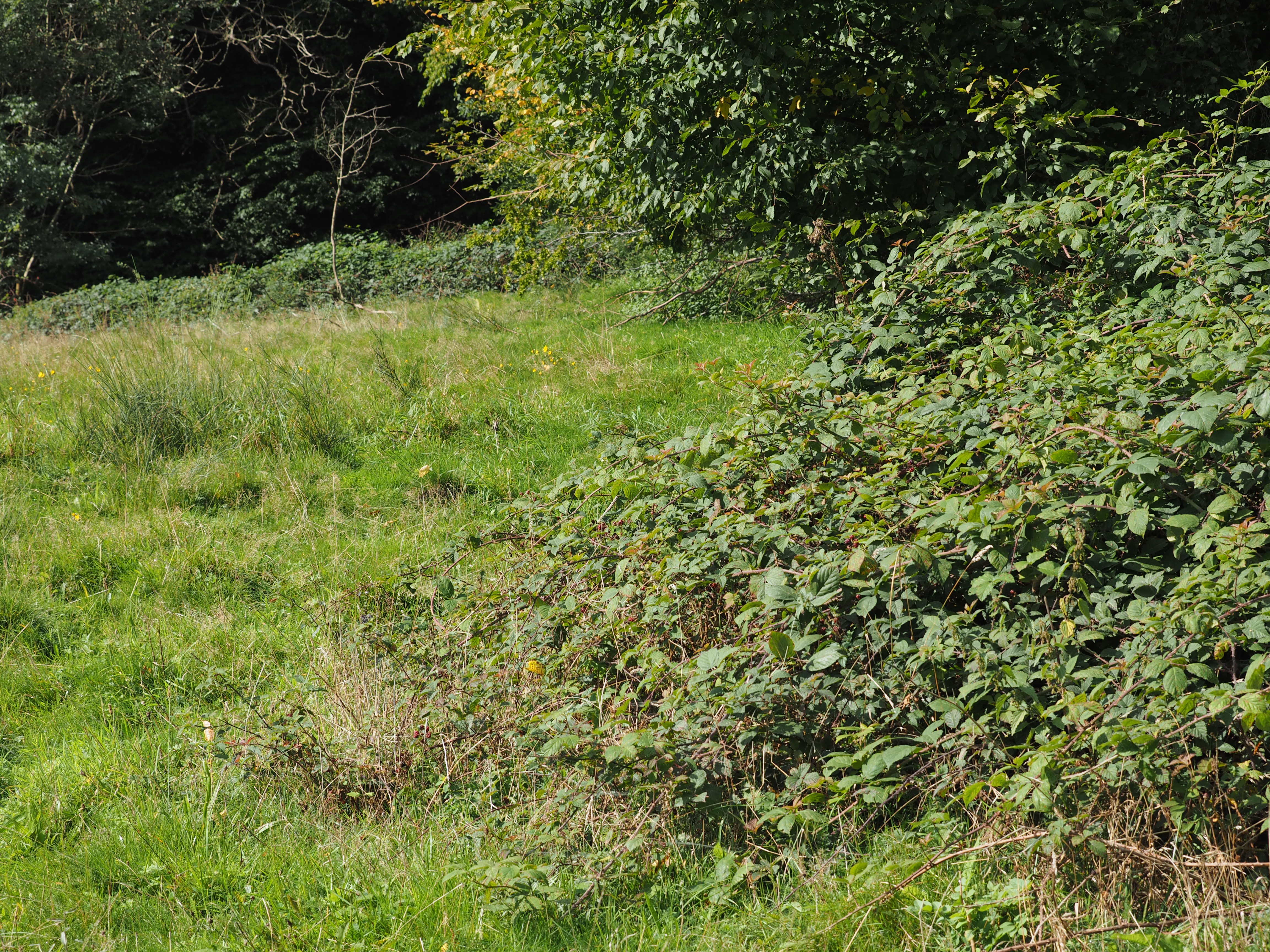 Leefgebied hazelmuis