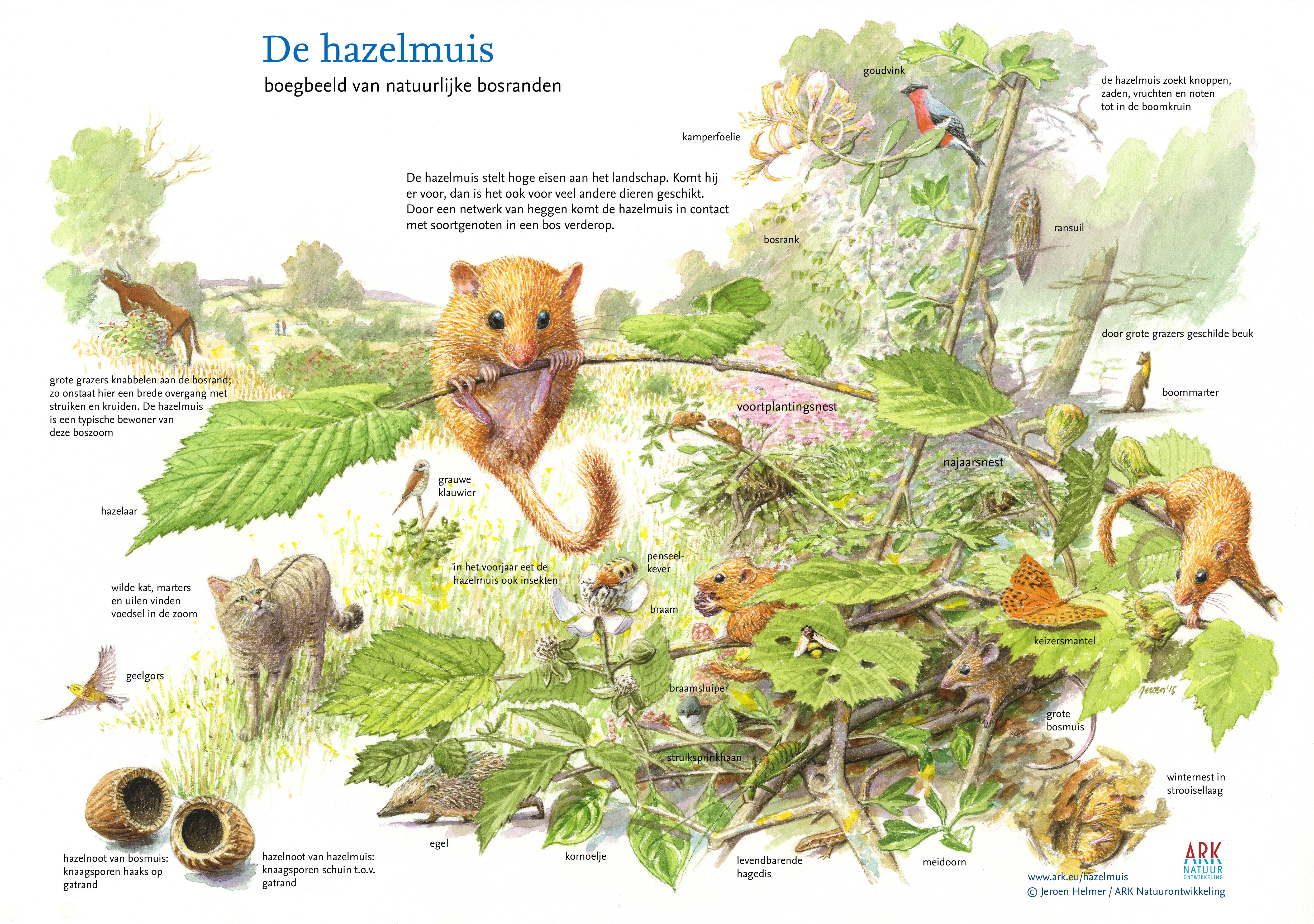 De hazelmuis: Boegbeeld van natuurlijke bosranden. Tekening: Jeroen Helmer