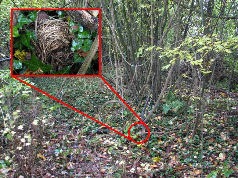 Winternest 1: zeer zichtbaar op de grond in lage klimop, op 5 meter van de bosrand, aan de basis van enekel bosrankstengels waar de schors van afgestript werd om zeer stevig nest mee te bouwen.