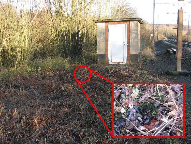 Winternest 2: goed verborgen onder een dun laagje mos, maar wel 3 meter buiten de bosrand, dus onbeschut en onderhevig aan temperatuurschommelingen.
