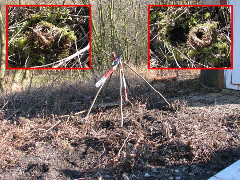 Winternest 2: beschermende takkenpiramide door ons over het nest geplaatst. Nadat de hazelmuis verhuisd was en na zware verstoring wegens werken langs het spoor, haalden we het nest vanonder het mos voor verder onderzoek. 