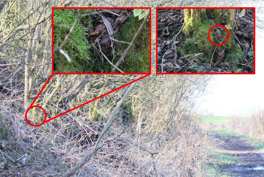 Winternest 3: gebouwd met afgestripte schors, op 20 cm hoog in de met mos begroeide basis van een vlier, op slechts 2 meter naast een drukbelopen wandelpad.