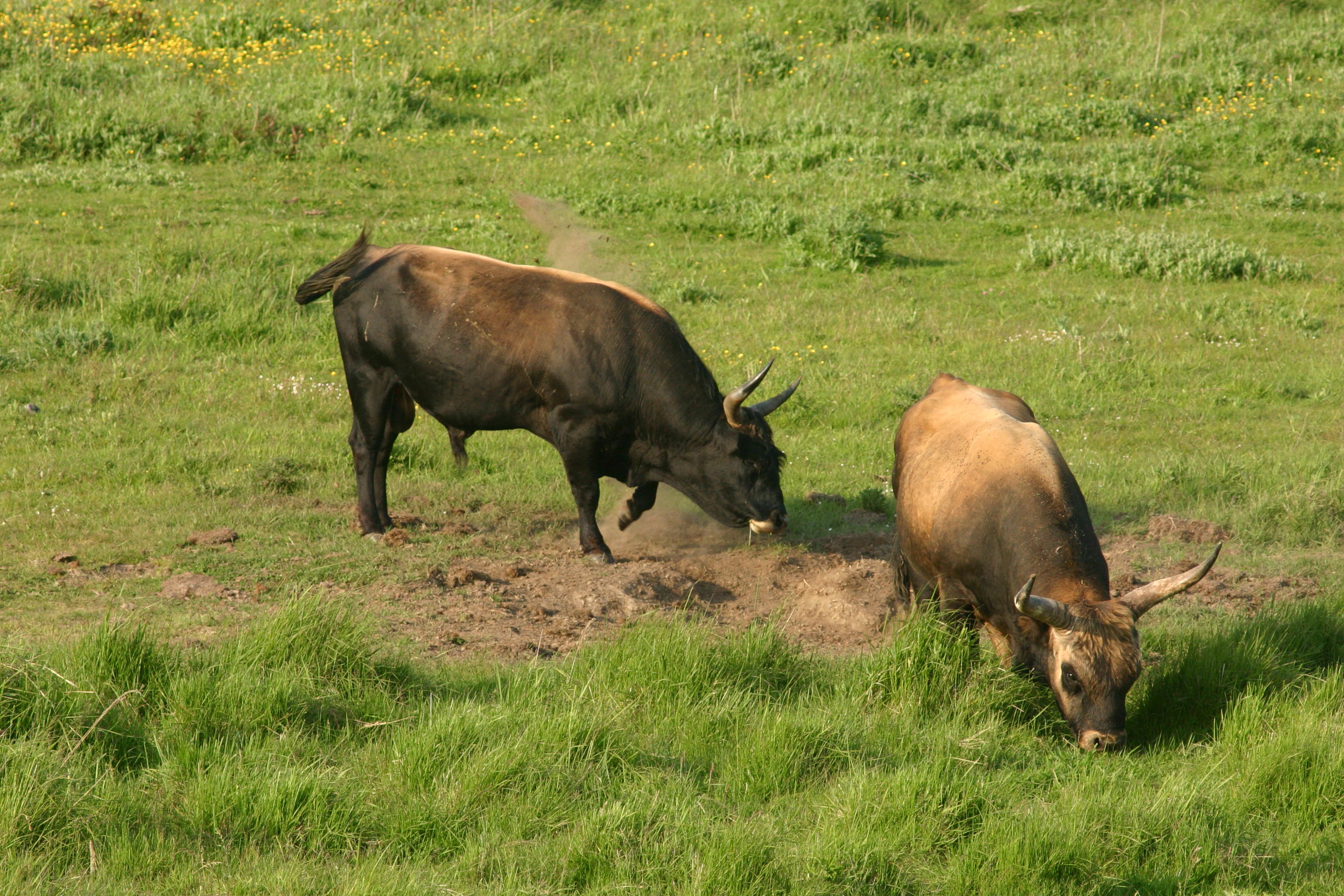 Twee stieren in een stierenkuil op de Hellegatsplaten