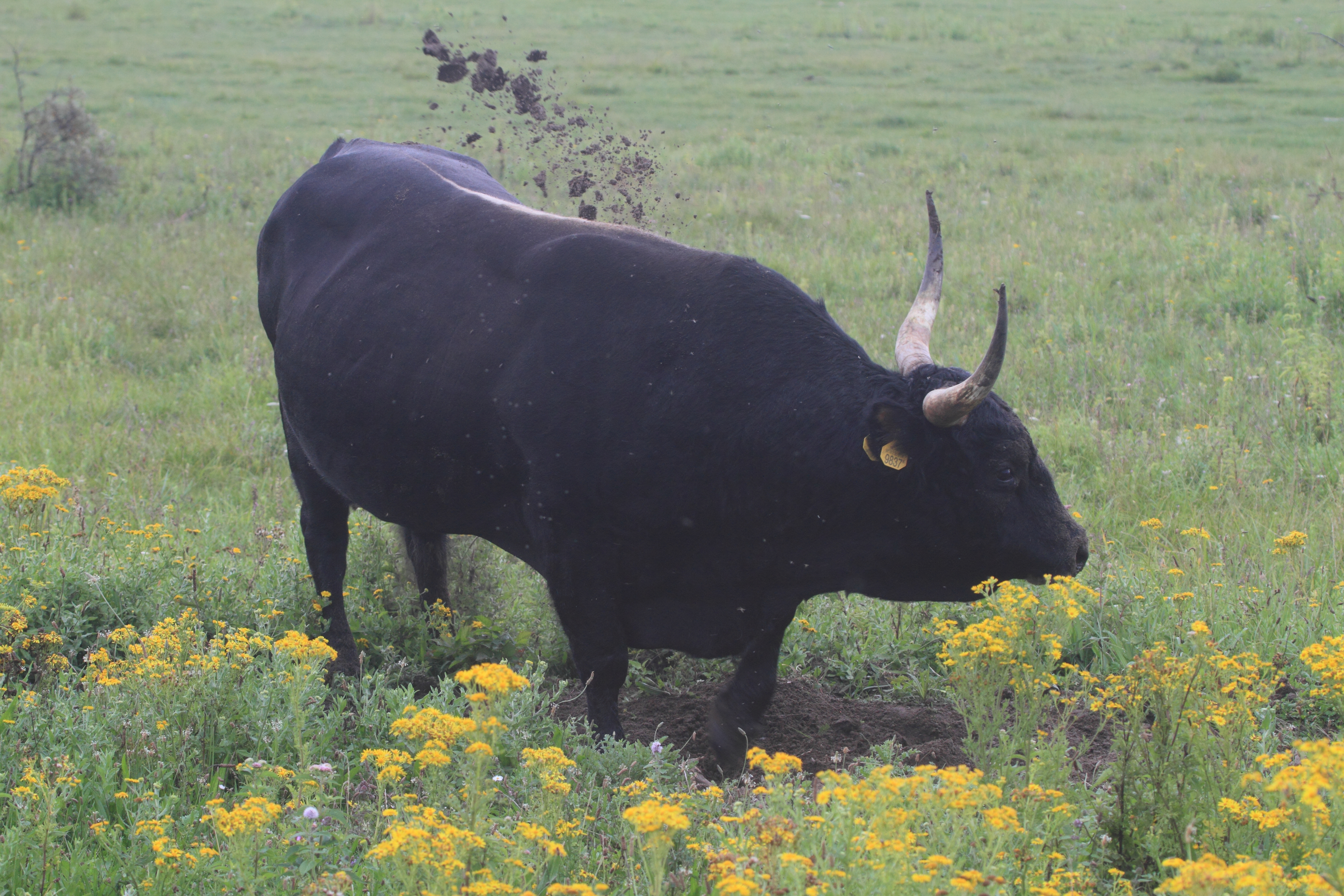 Stier met ballen graaft stierenkuil tijdens de runderbronst op de Hellegatsplaten.