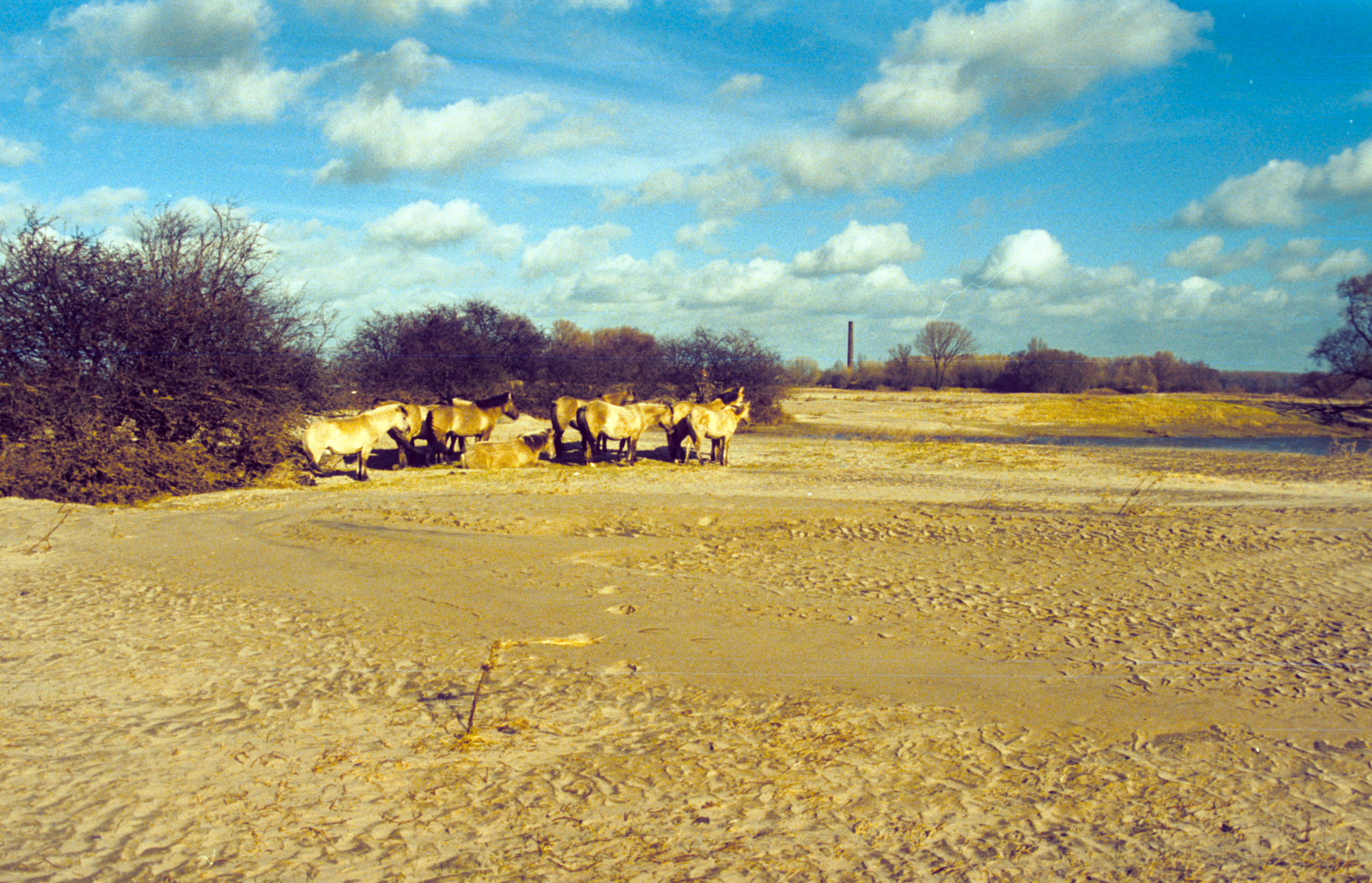 Dikke pakketten zand op het Millingerduin na hoogwater Millingerwaard 1995