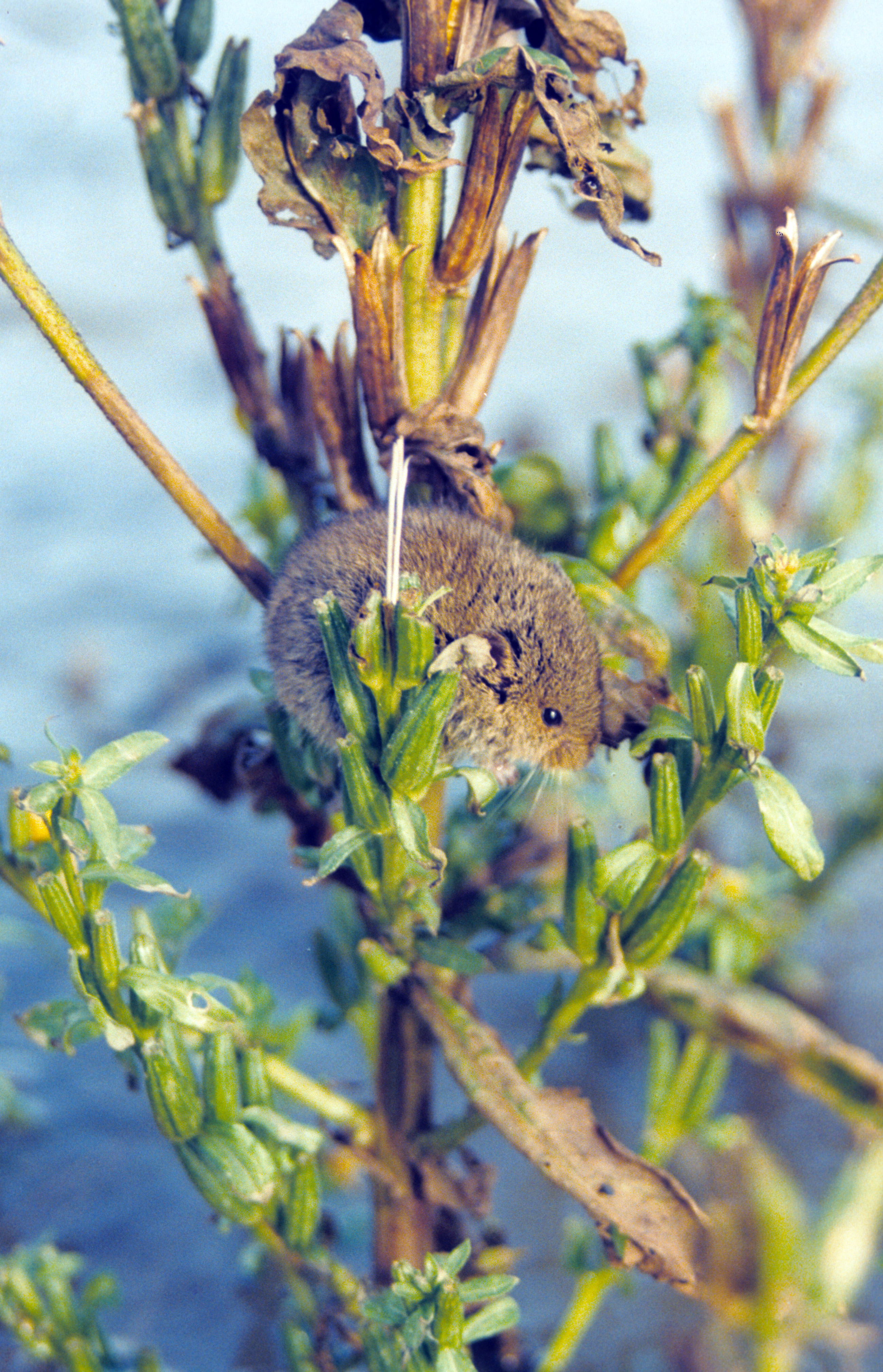 Muis gevlucht voor hoogwater Millingerwaard 1995