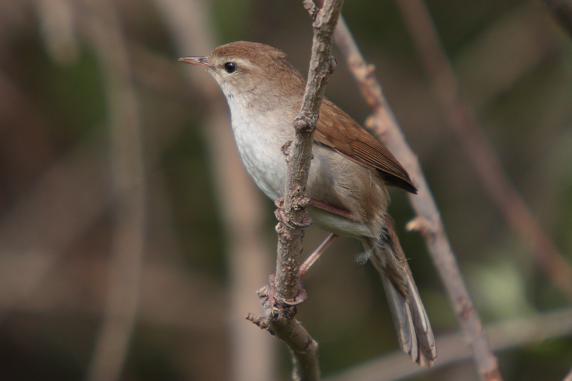 Cetti's zanger Foto: Mark S. Jobling, Wikipedia