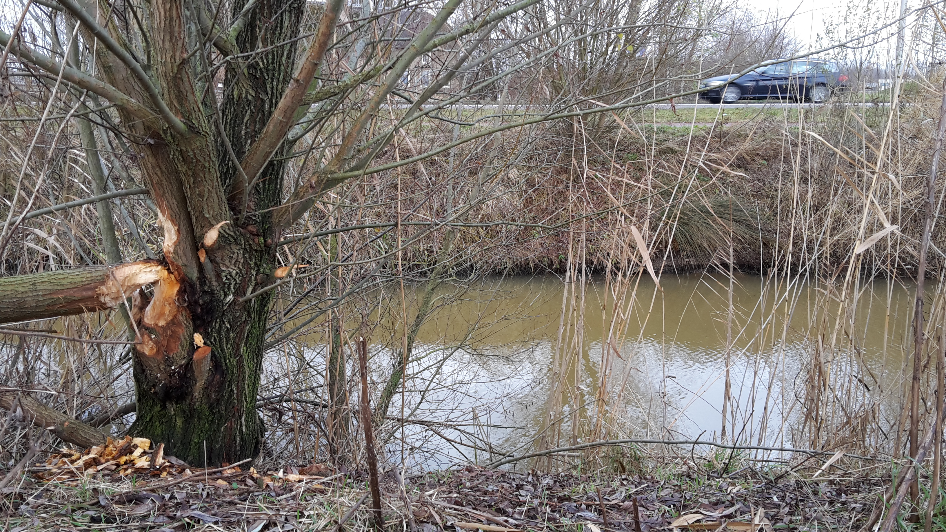 Bevervraat langs de Koedood. Foto: Niels Godijn