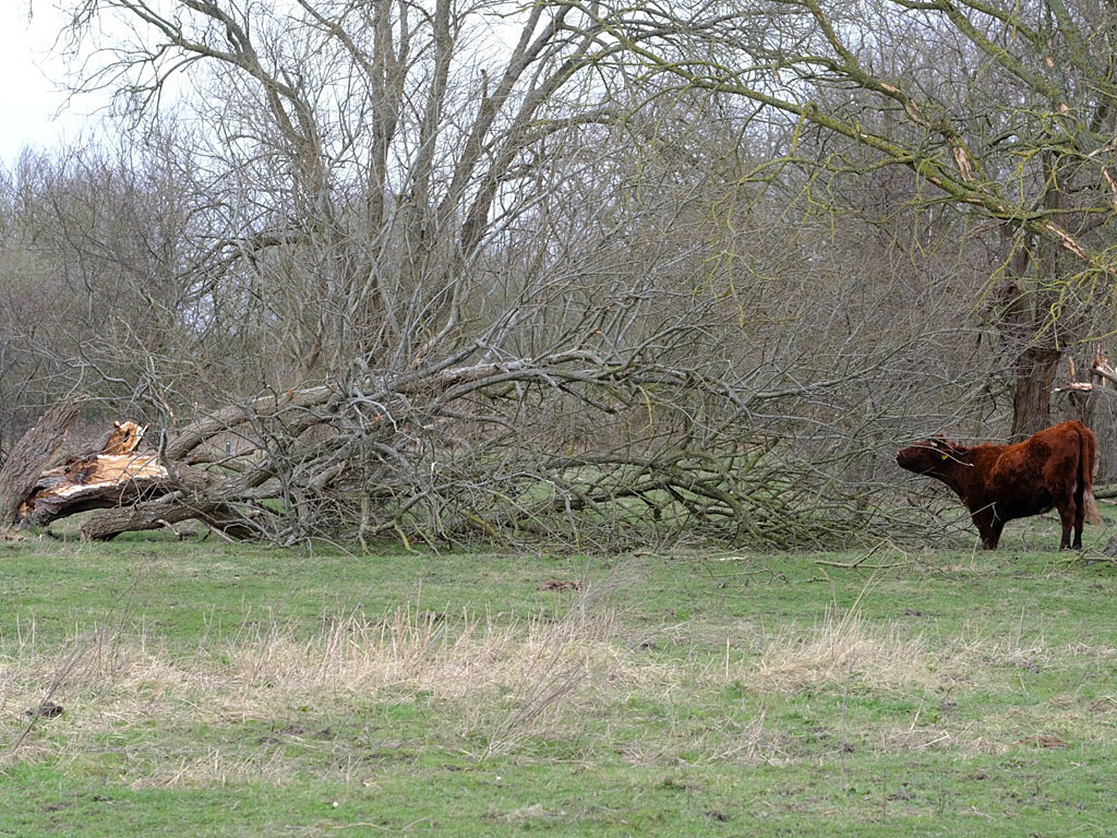 Een rode geus snoeit een boswilg. Foto Esther Linnartz, FREE Nature.