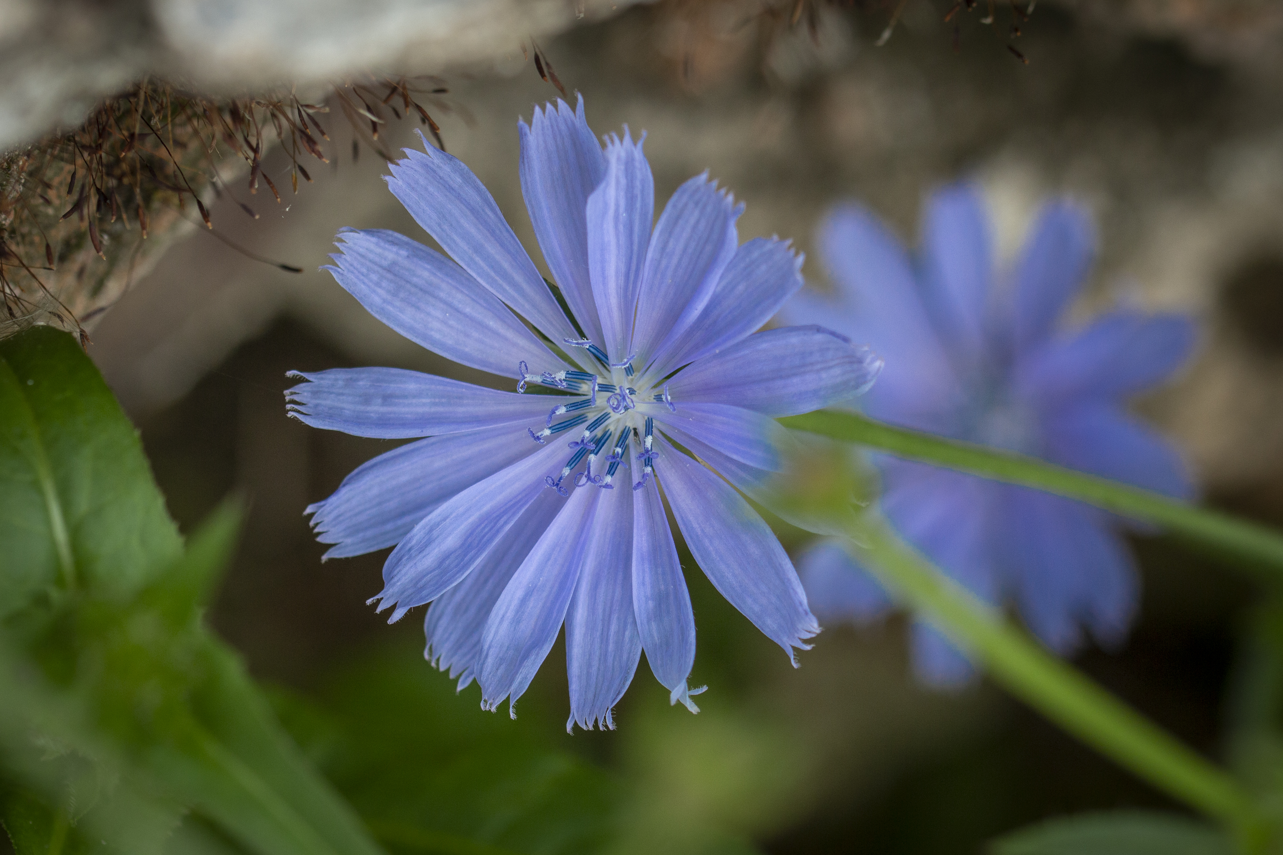 De bloemen van de cichorei bloeien slechts één dag. Foto: Jan van den Berg
