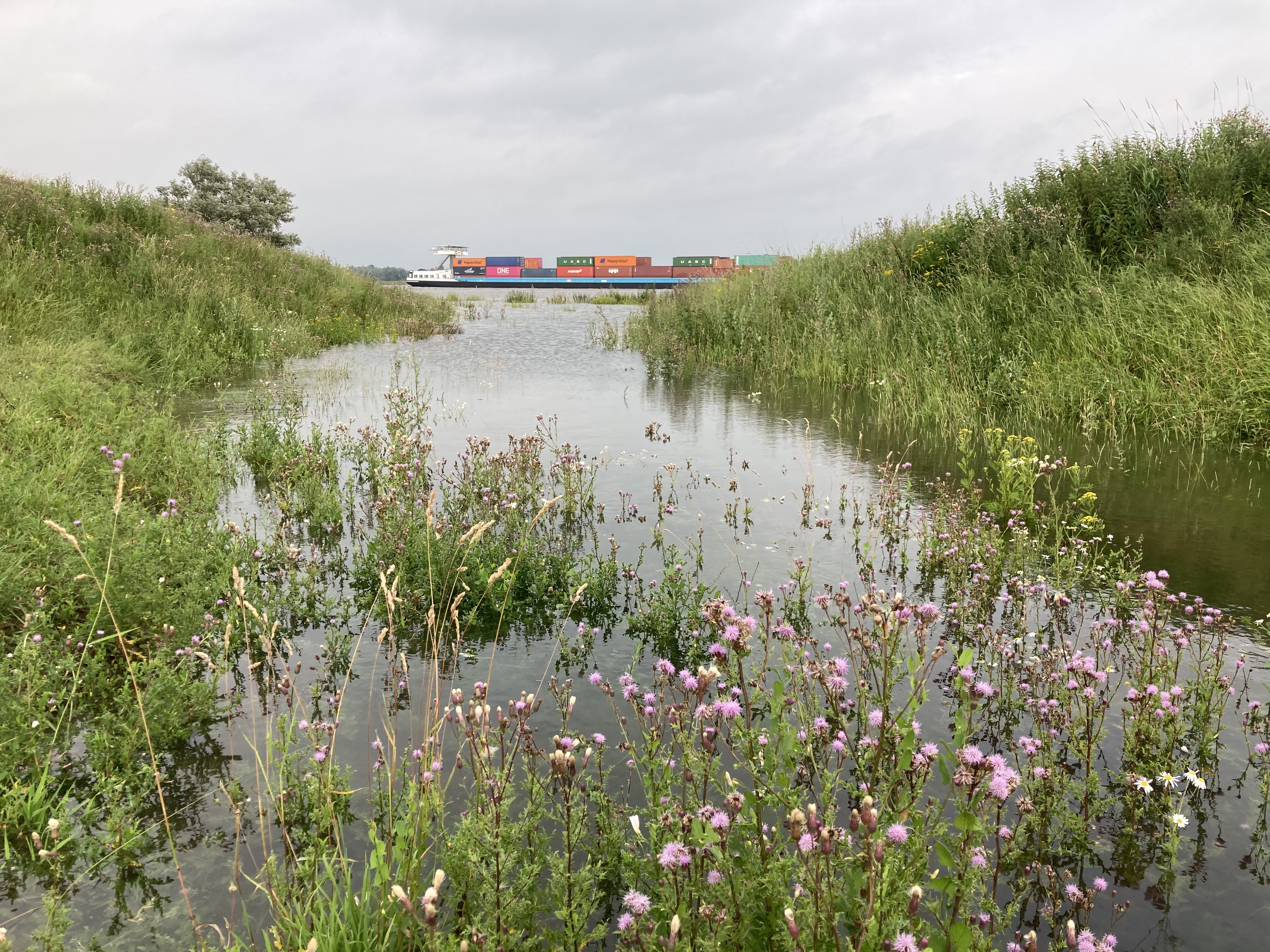 De hergraven geul stroomt vol. Foto Emmie Nuijen, Rivier Actief