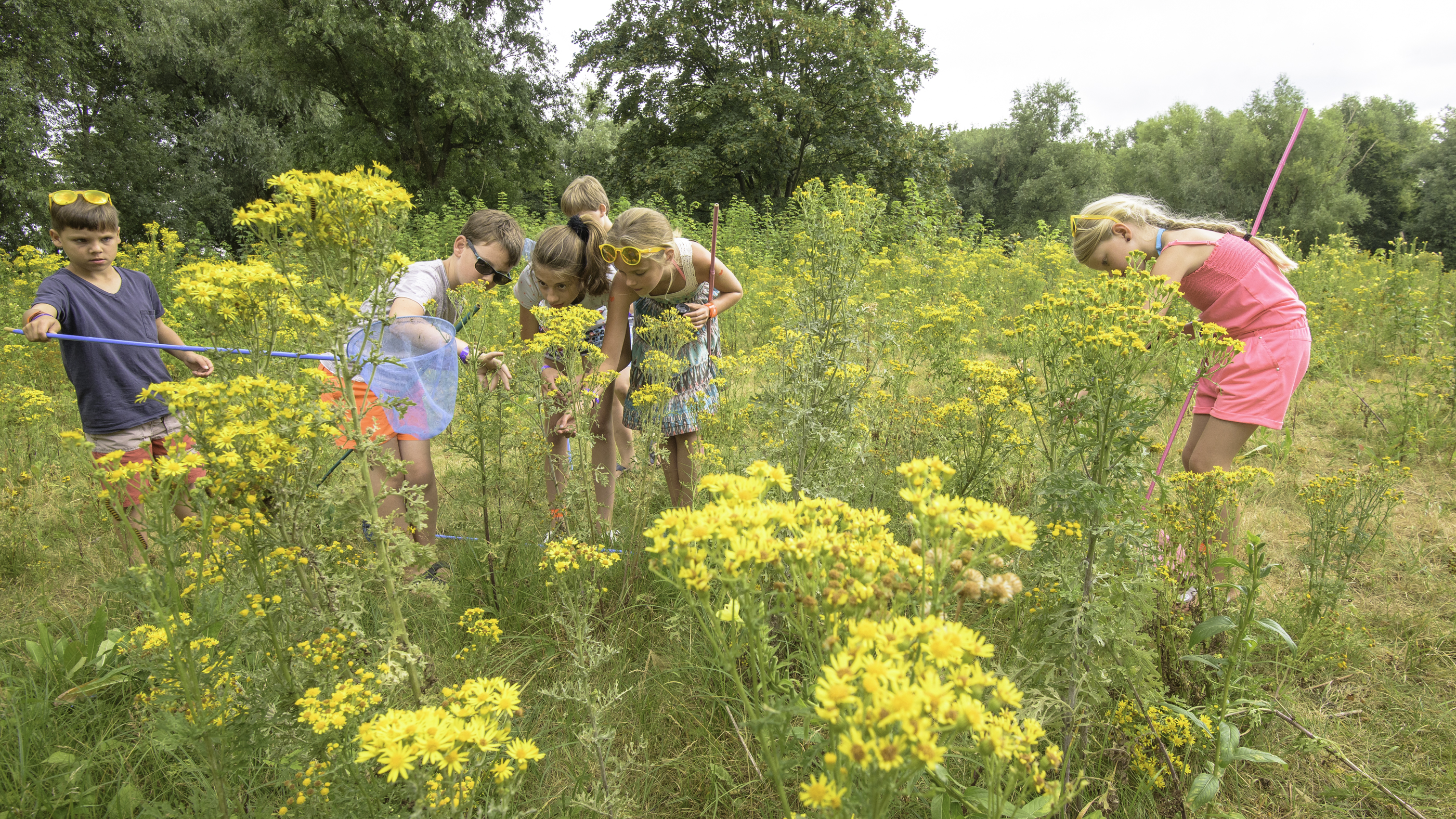 Veldles Eiland van Brienenoord, foto: Gert de Graaf
