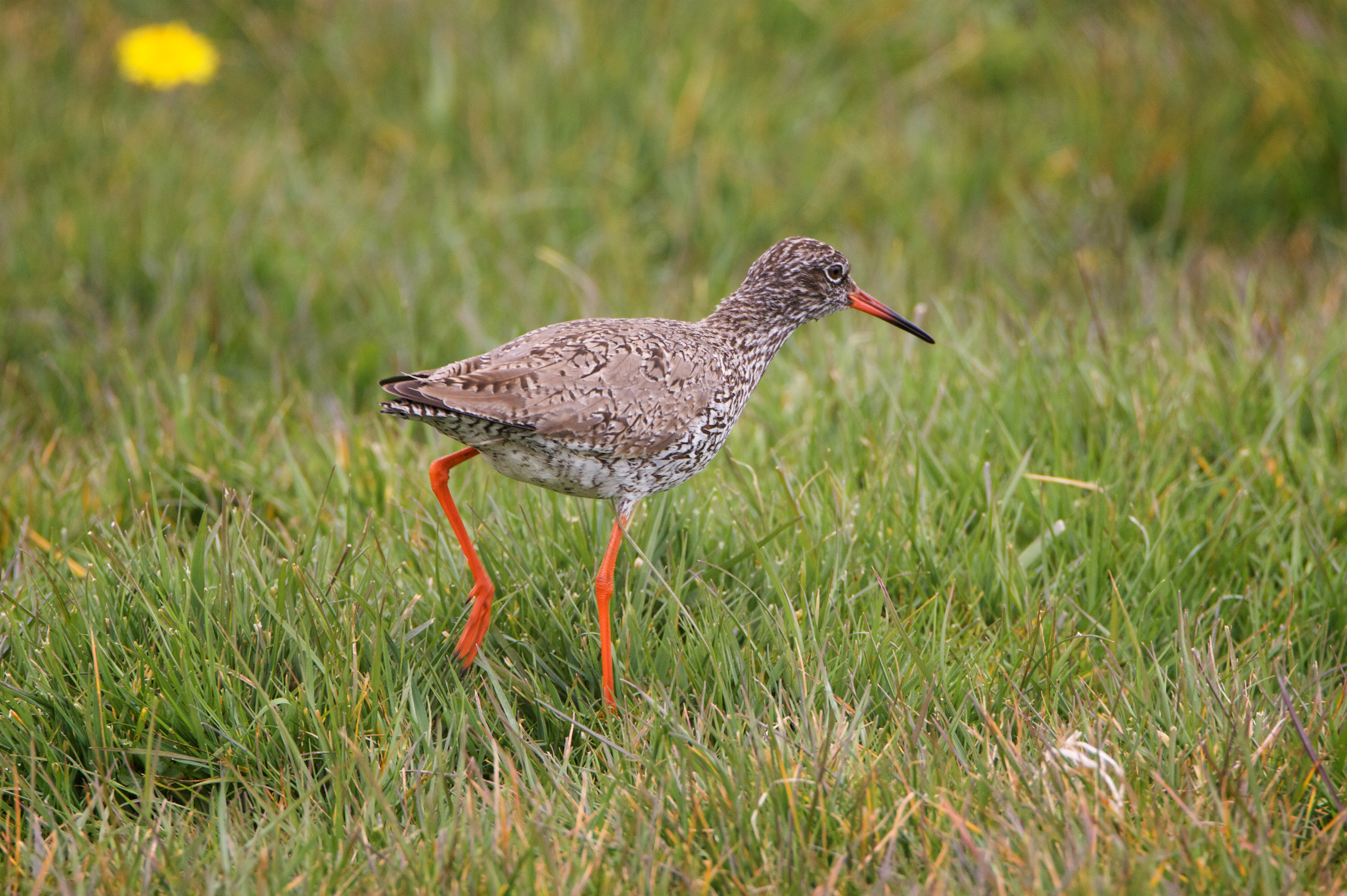 De tureluur is een weidevogel en moerasvogel die houdt van nattigheid
