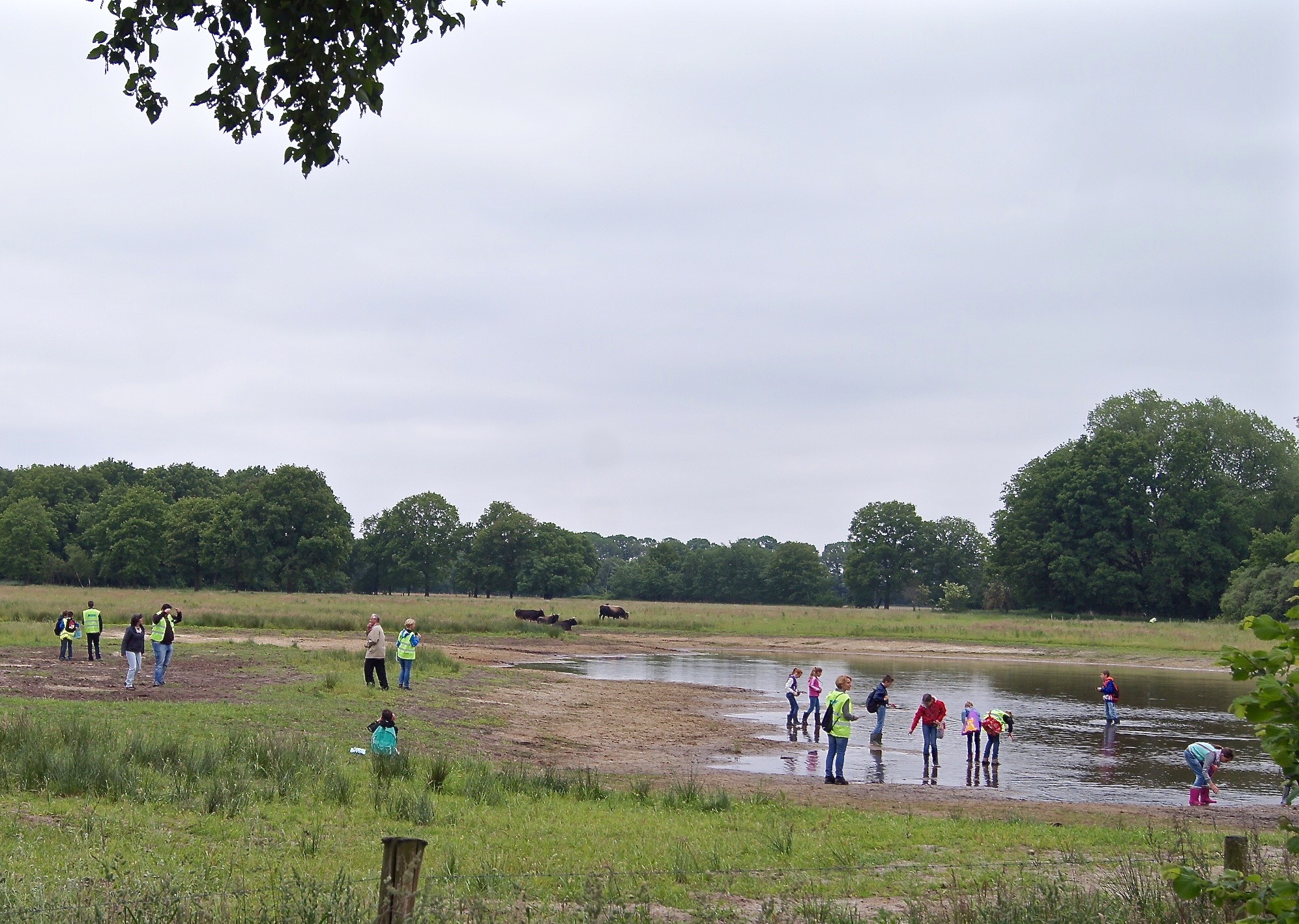 Veldles in het Kempen~Broek. Foto: Theo van der Heijden