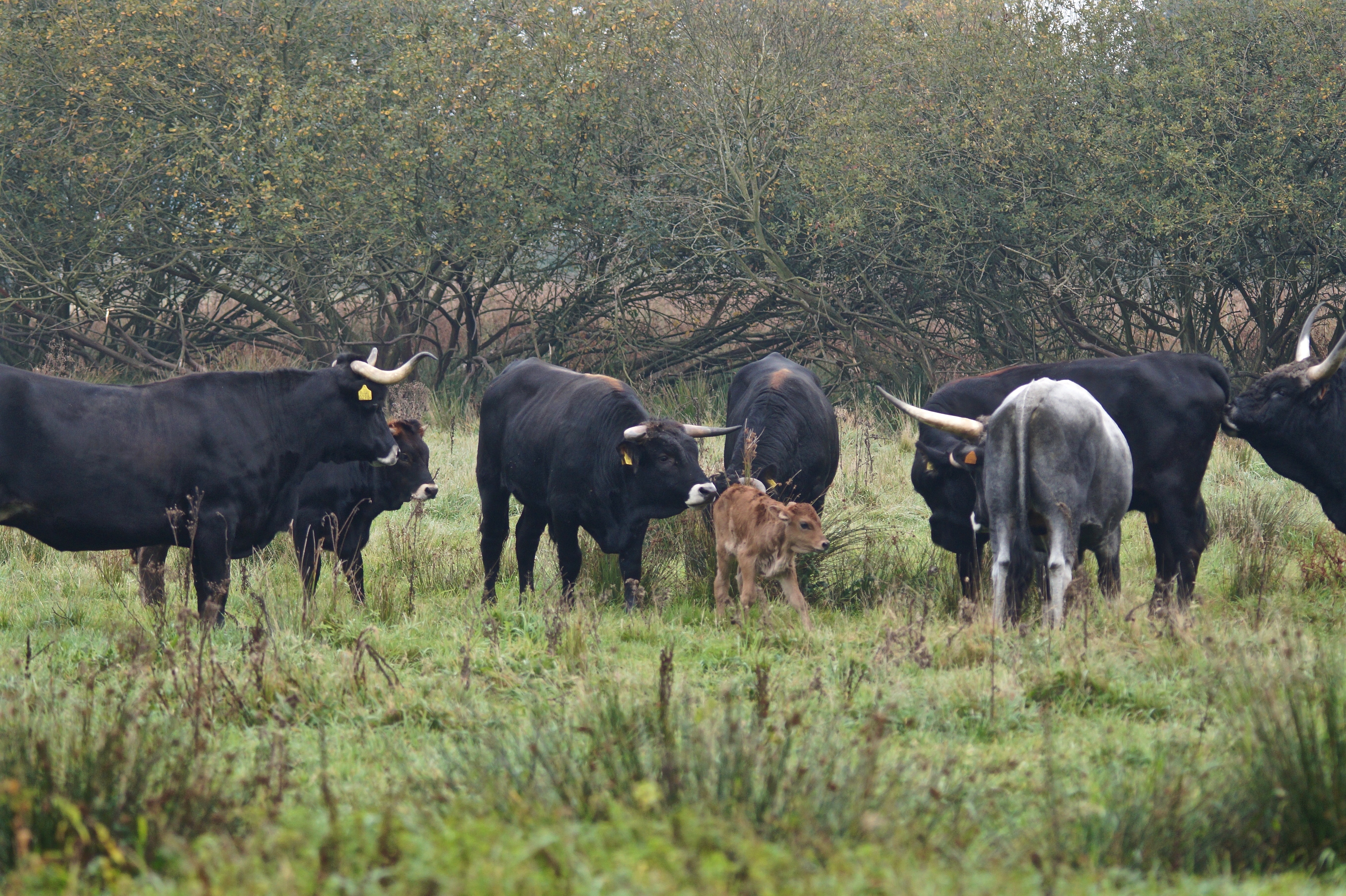 Een pas geboren kalf maakt kennis met de kudde. Foto: Theo van der Heijden