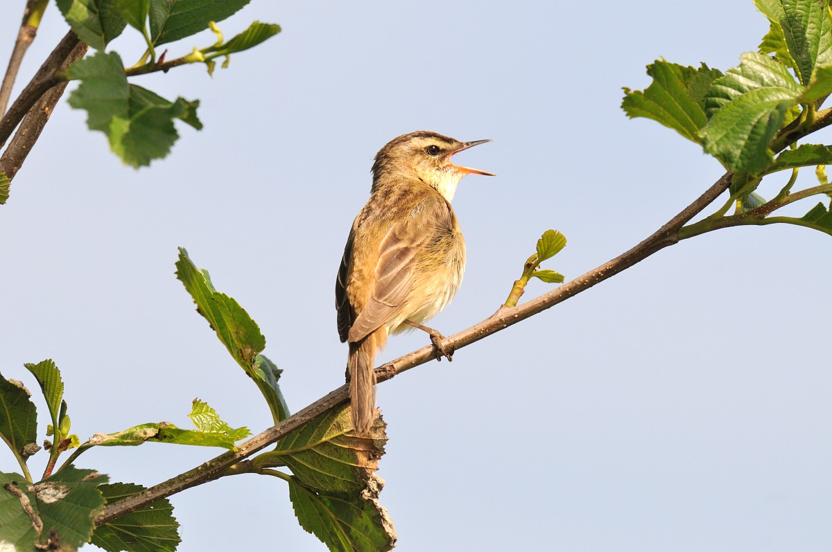 Rietzanger. Foto: Piet Munsterman, Saxifraga