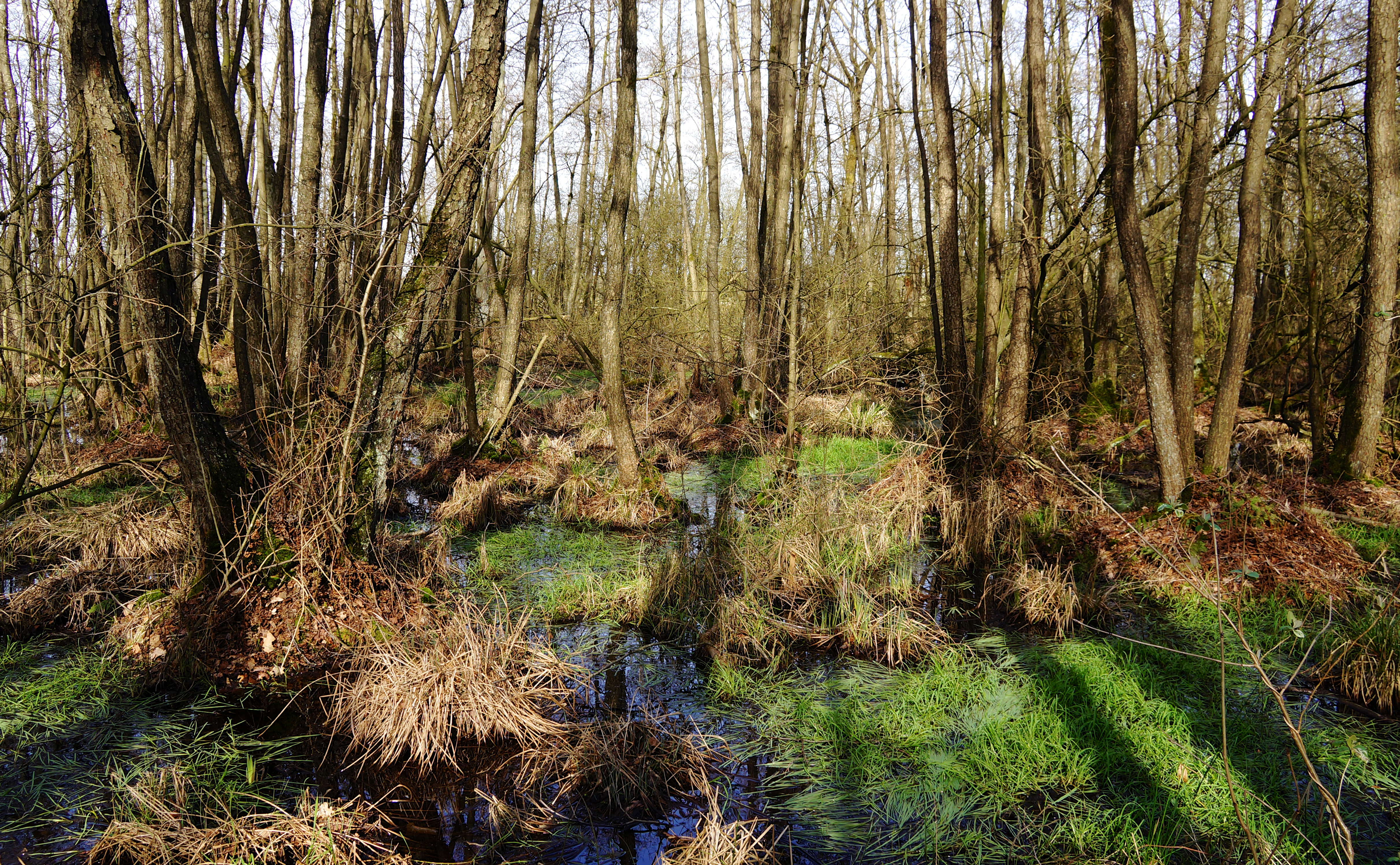 Doorstroommoeras in het Wijffelterbroek. Hier komt veenvorming intussen weer op gang. 