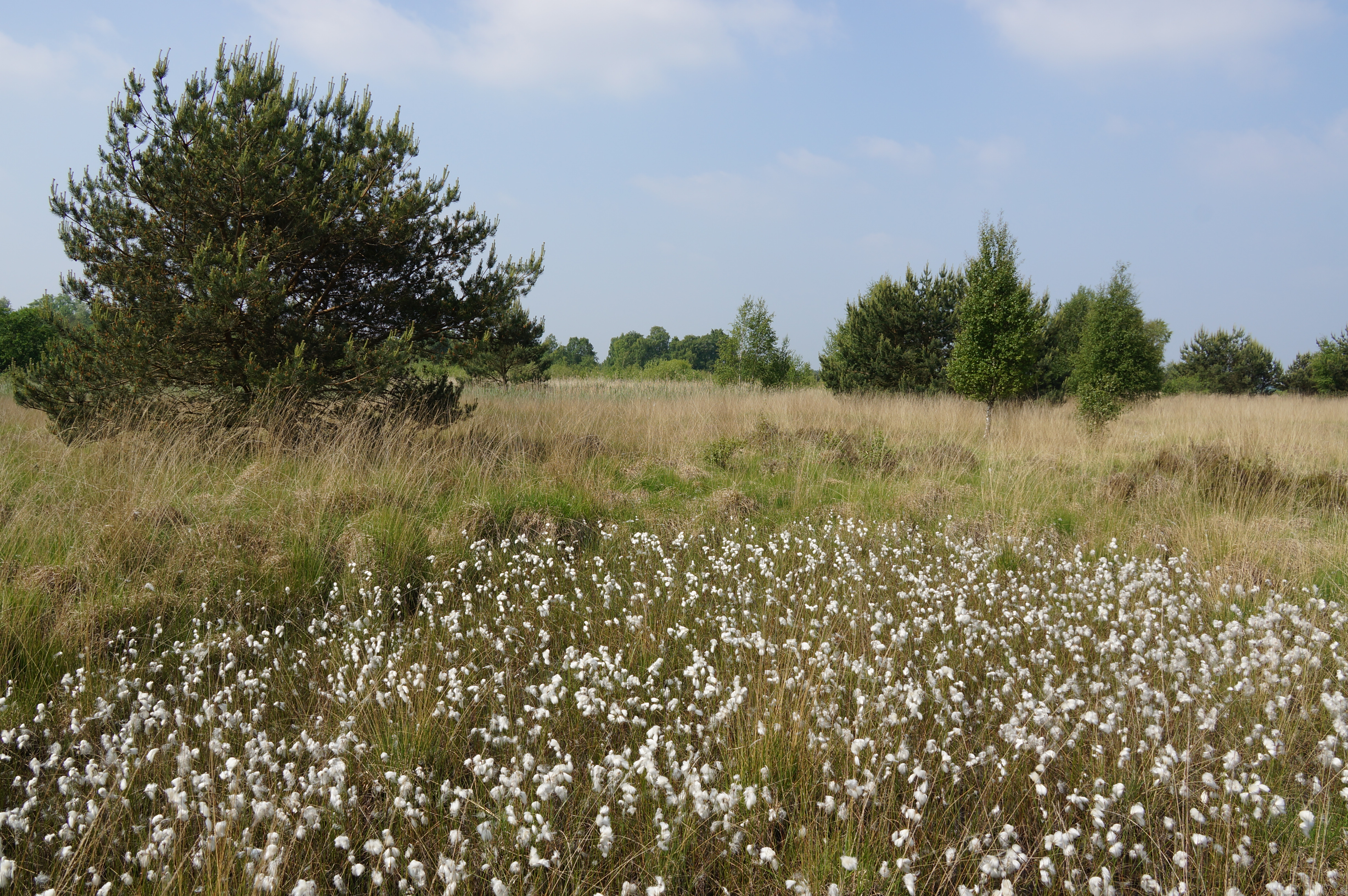 Landschap met veenpluis op de Loozerheide
