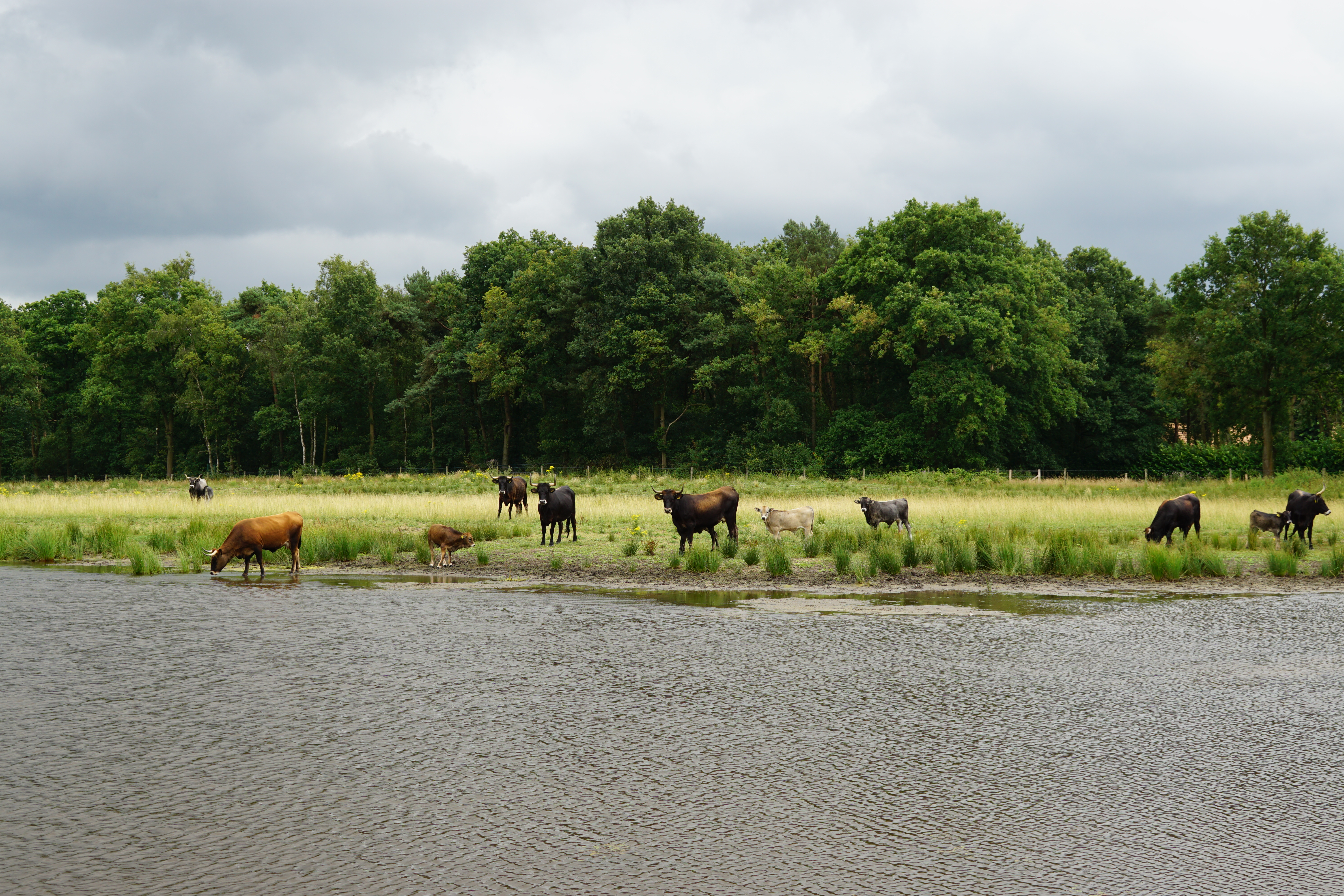 Taurossen in het Kempen~Broek