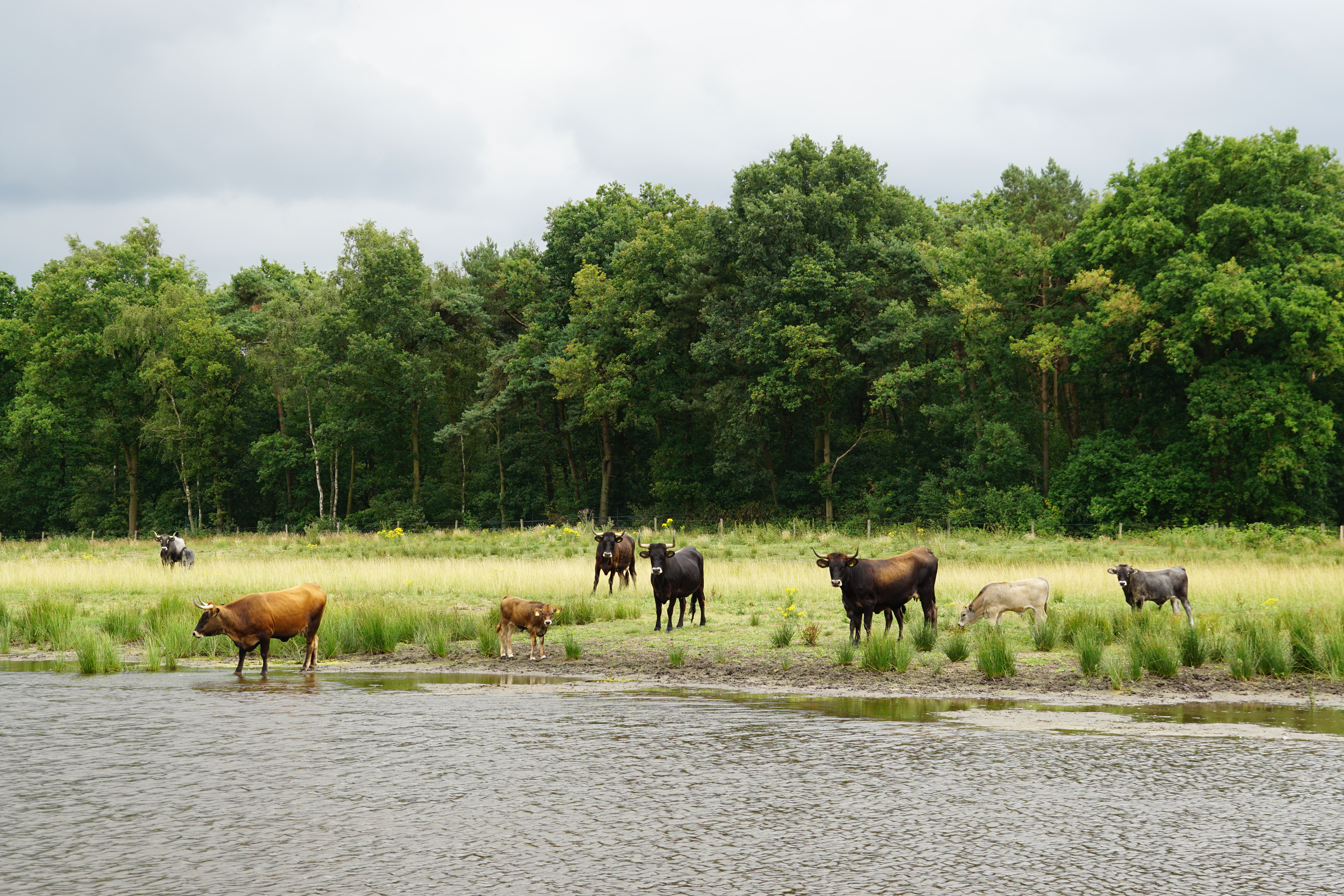 Taurossen in het Kempen~Broek