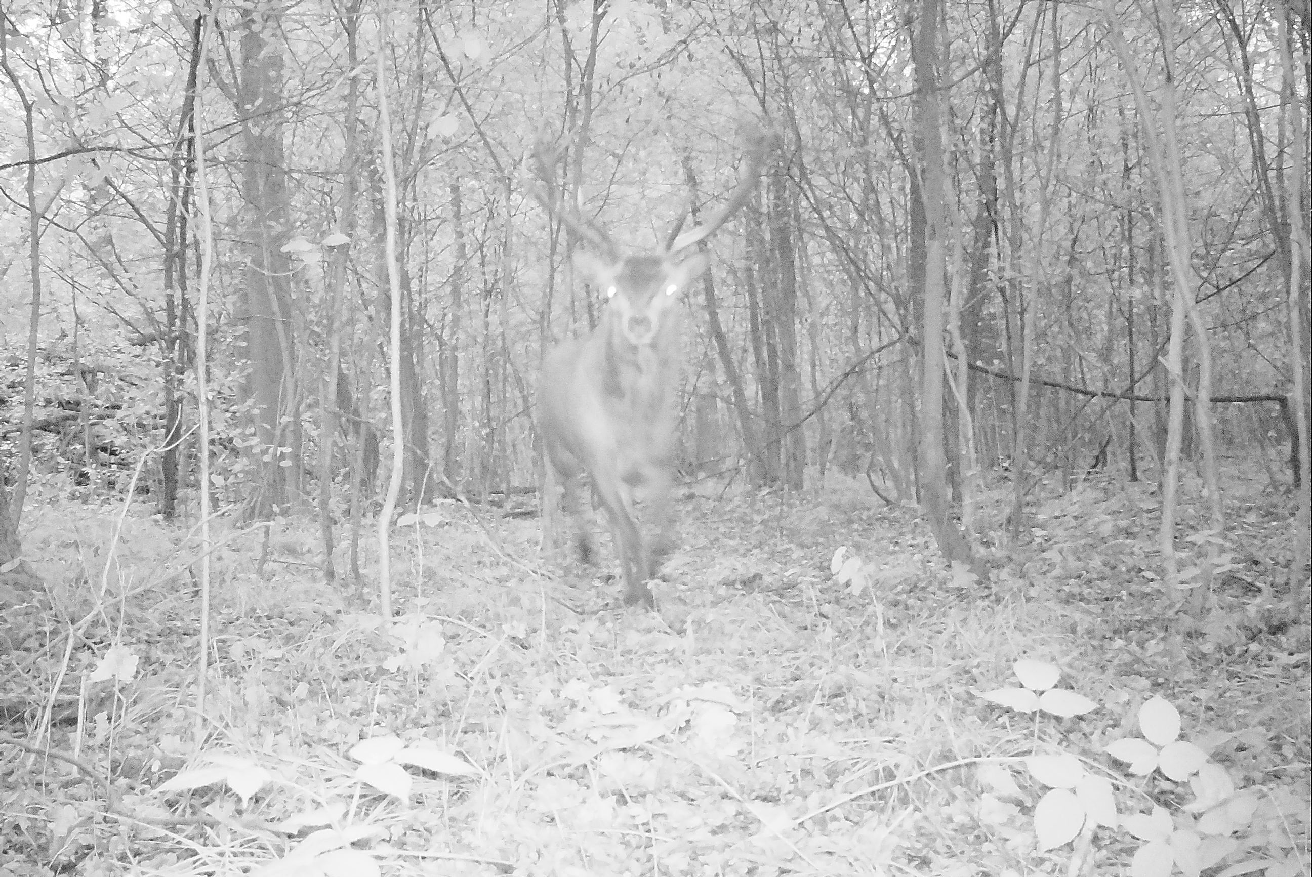 De koning van het Kempen~Broek. Foto: Joep Crombag