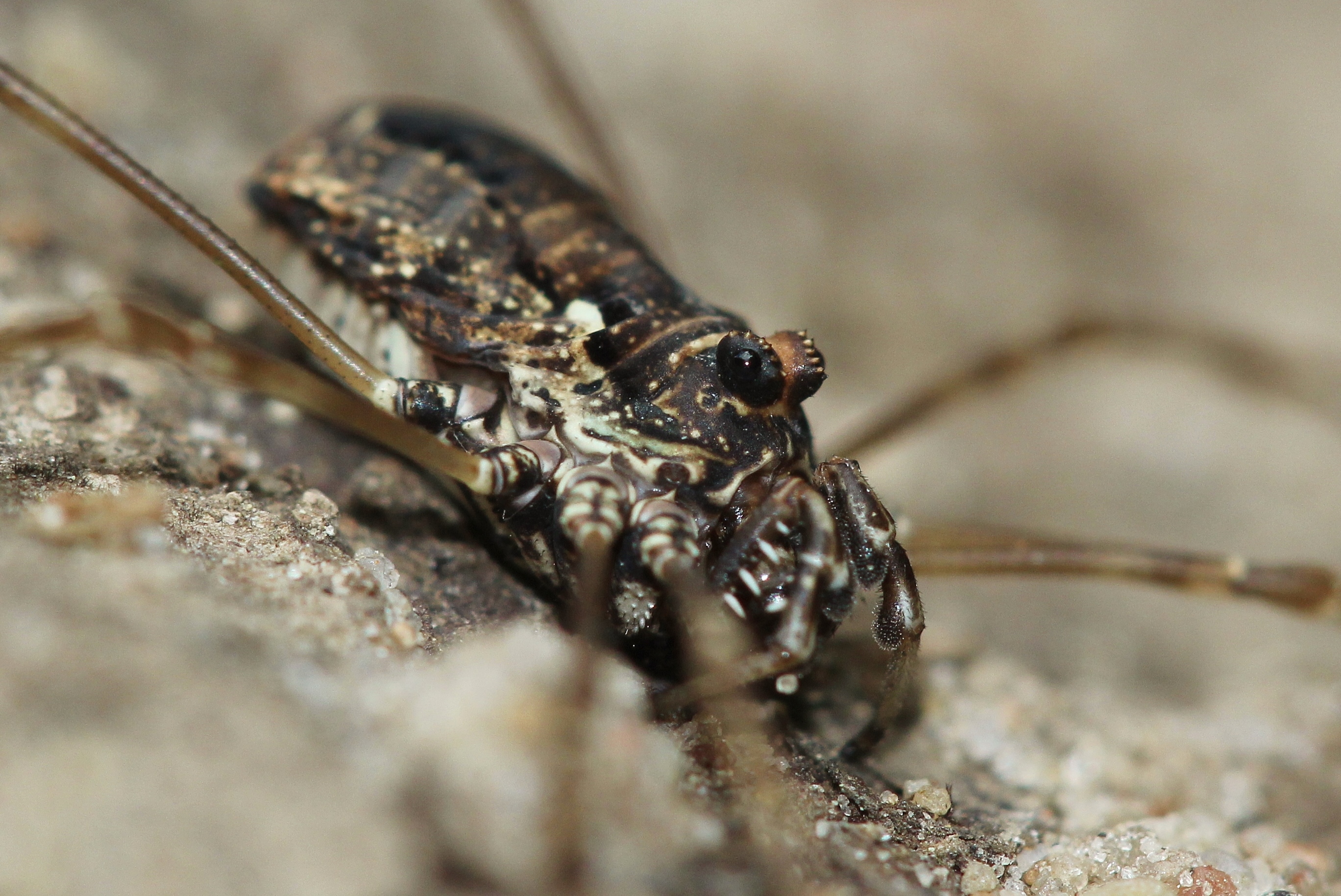 De hooiwagen Platybunus pinetorum, foto: Robin Kraaij