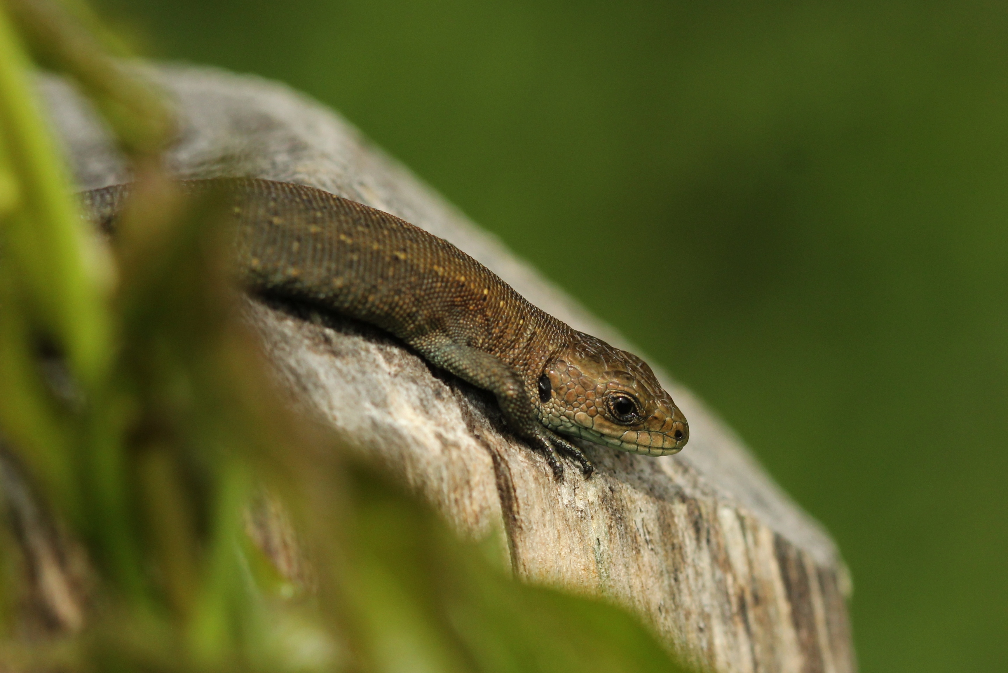 Levendbarende hagedis, foto: Robin Kraaij