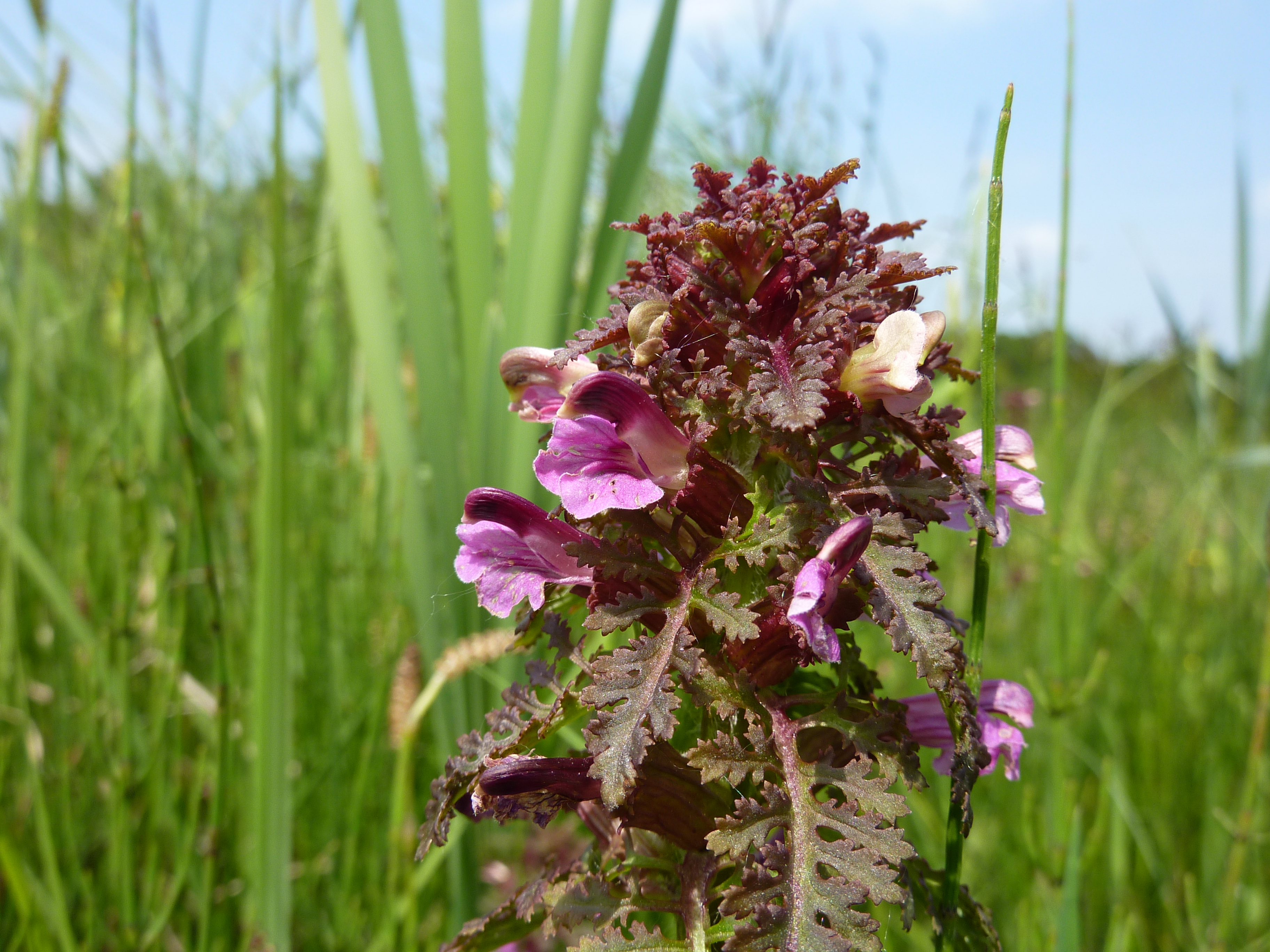 Moeraskartelblad