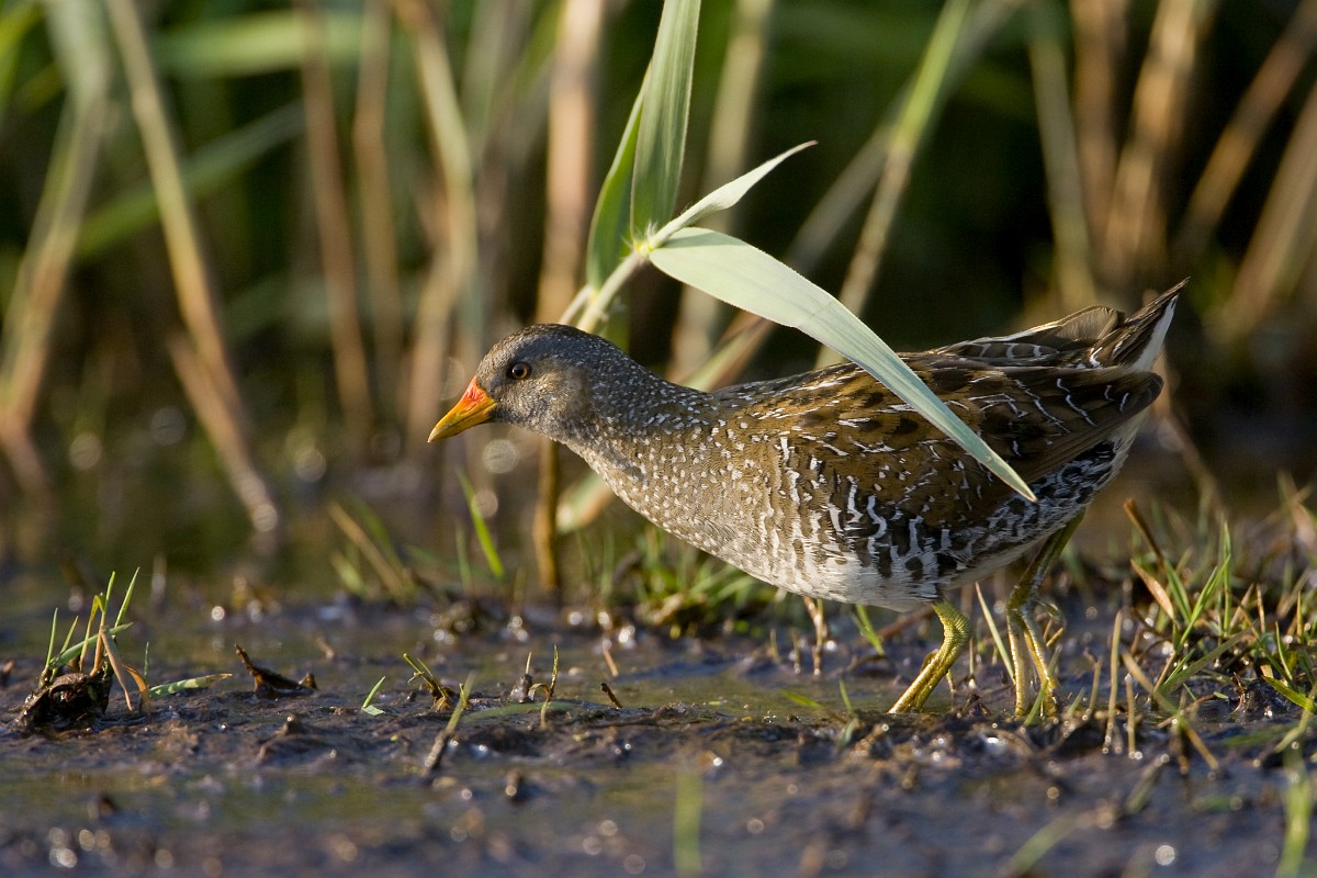 Porseleinhoen. Foto: Luc Hoogenstein, Saxifraga