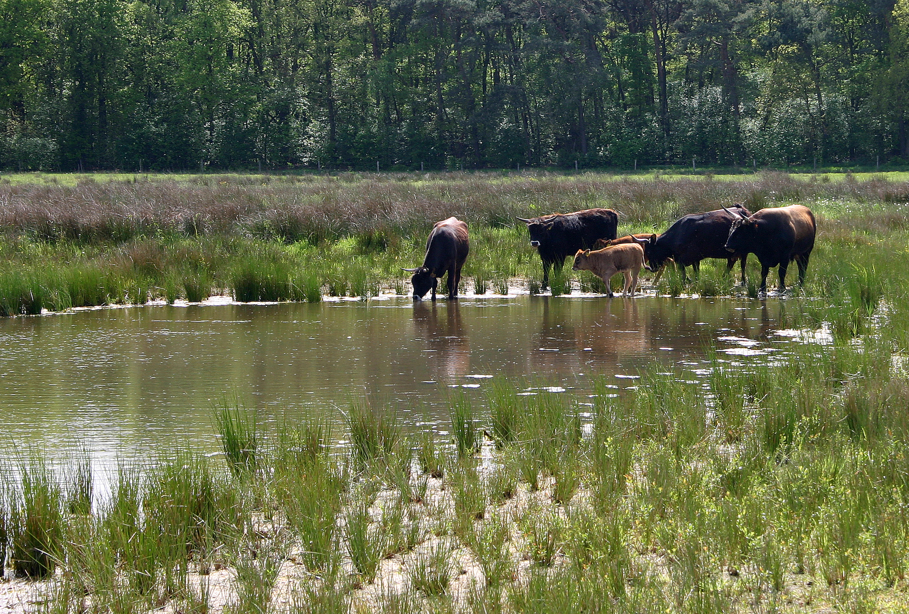 Taurossen in het Kempen~Broek