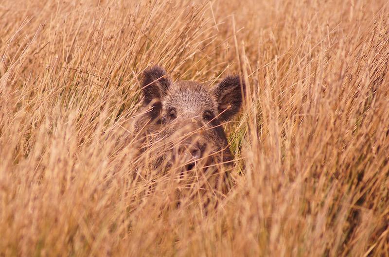 Wild Zwijn. Foto: Theo van der Heijden