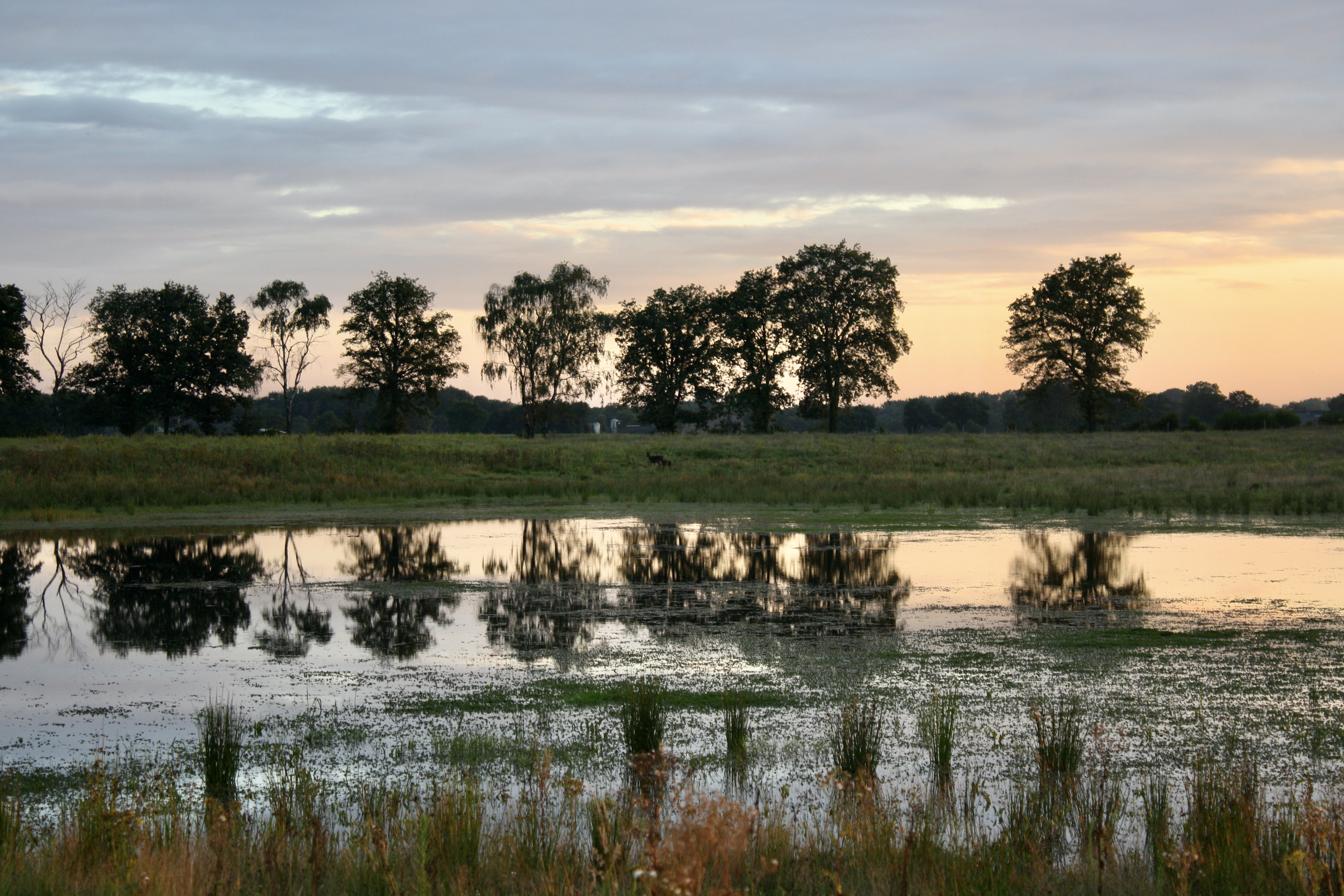 Je ziet een bosomgeving met bomen en water waarin de bomen weerkaatst worden. De zon gaat onder. 