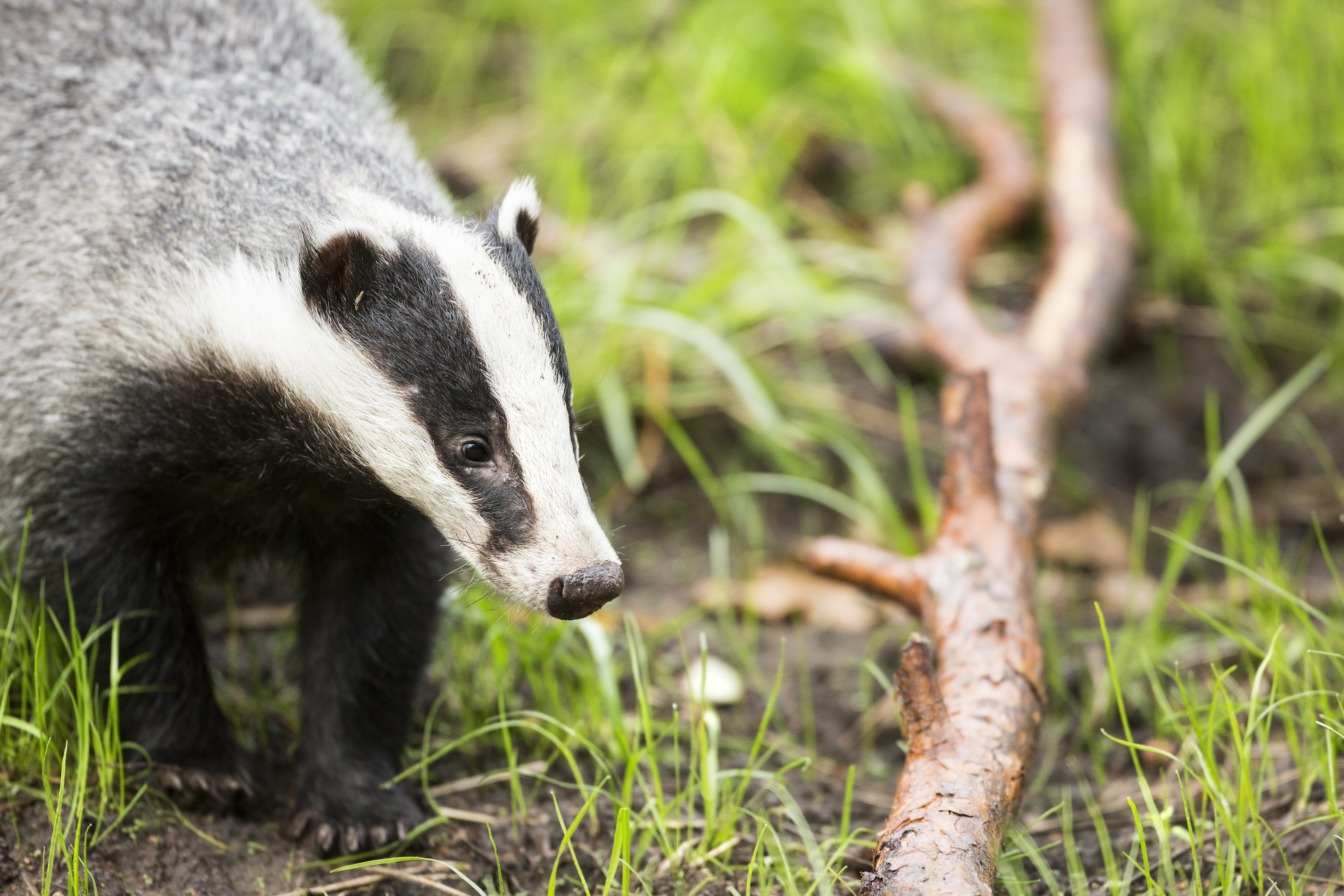 Das, foto: Bob Luijks