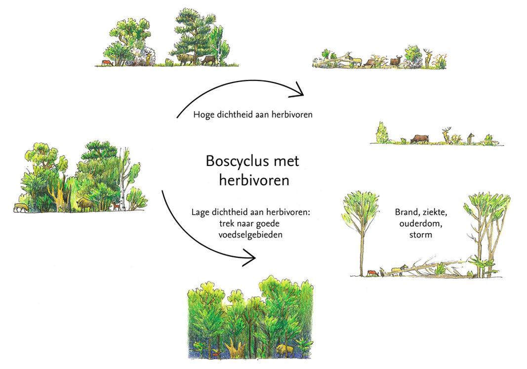 De boscyclus van een natuurlijk begraasd bos (Illustratie: Jeroen Helmer/ARK)