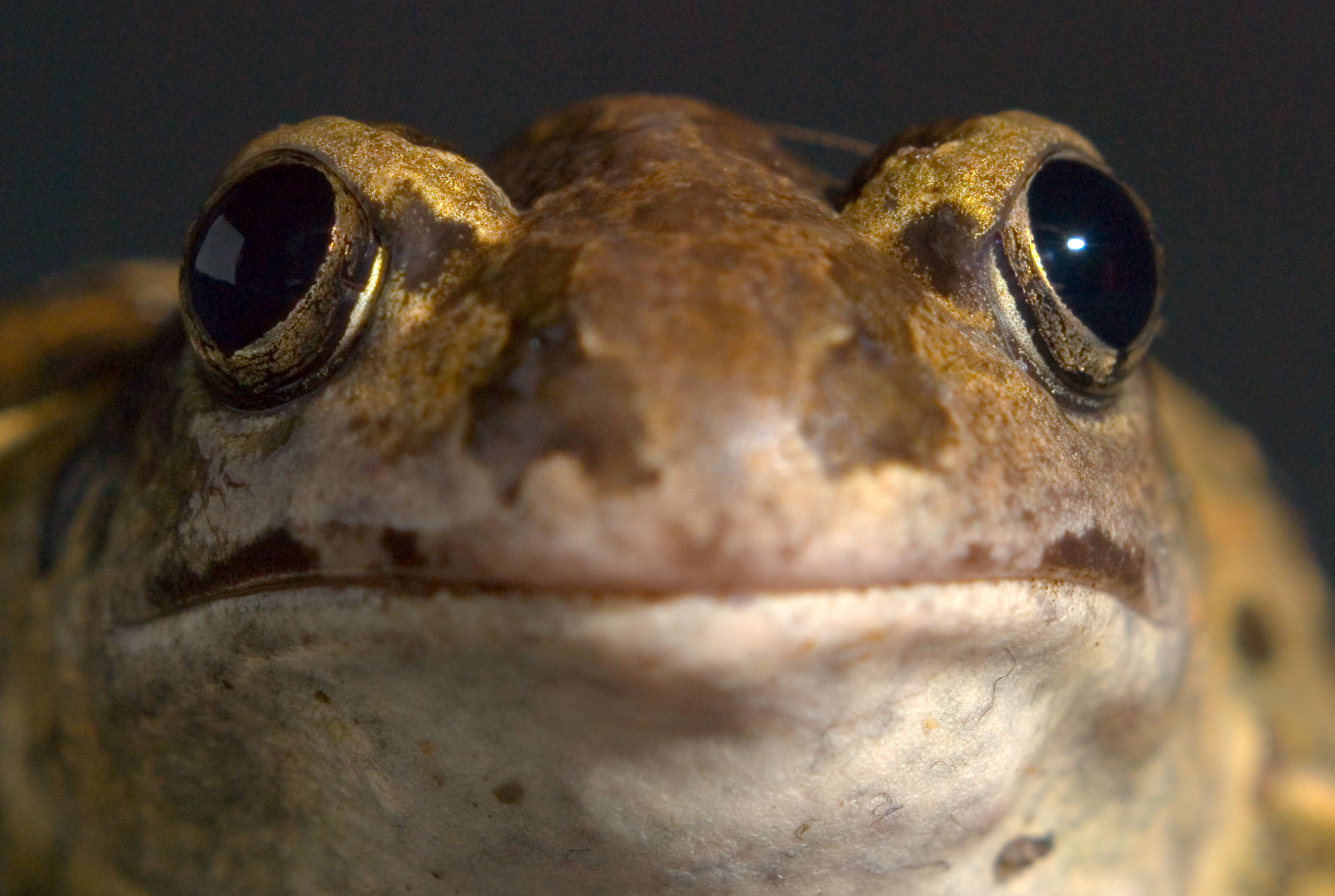 Knoflookpad. Foto: Douwe Schut