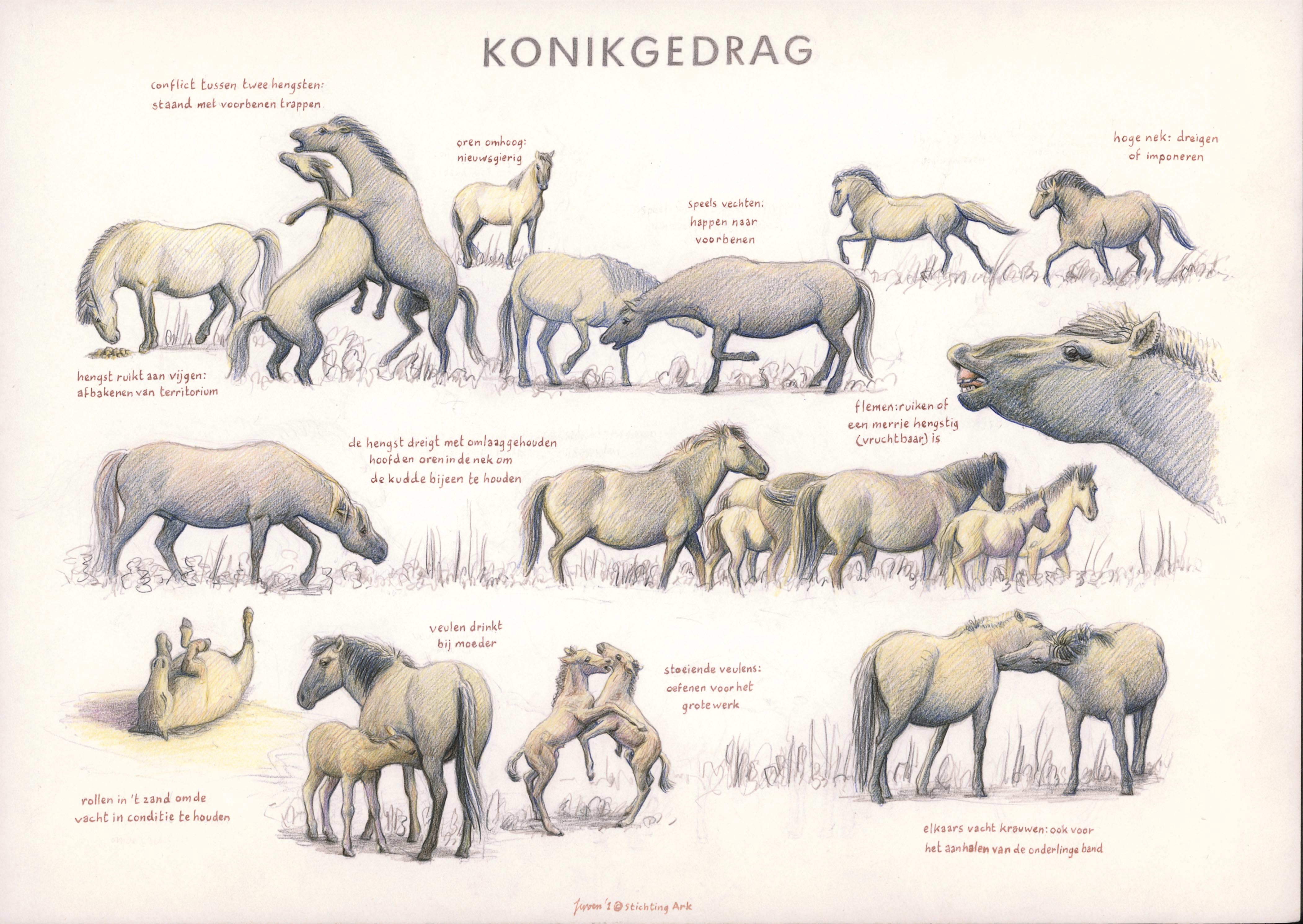 Zoekkaart Konik