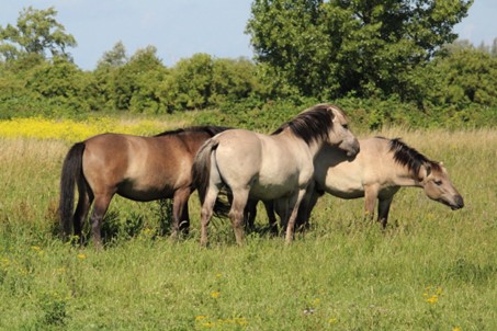 Konik paarden in de Staart