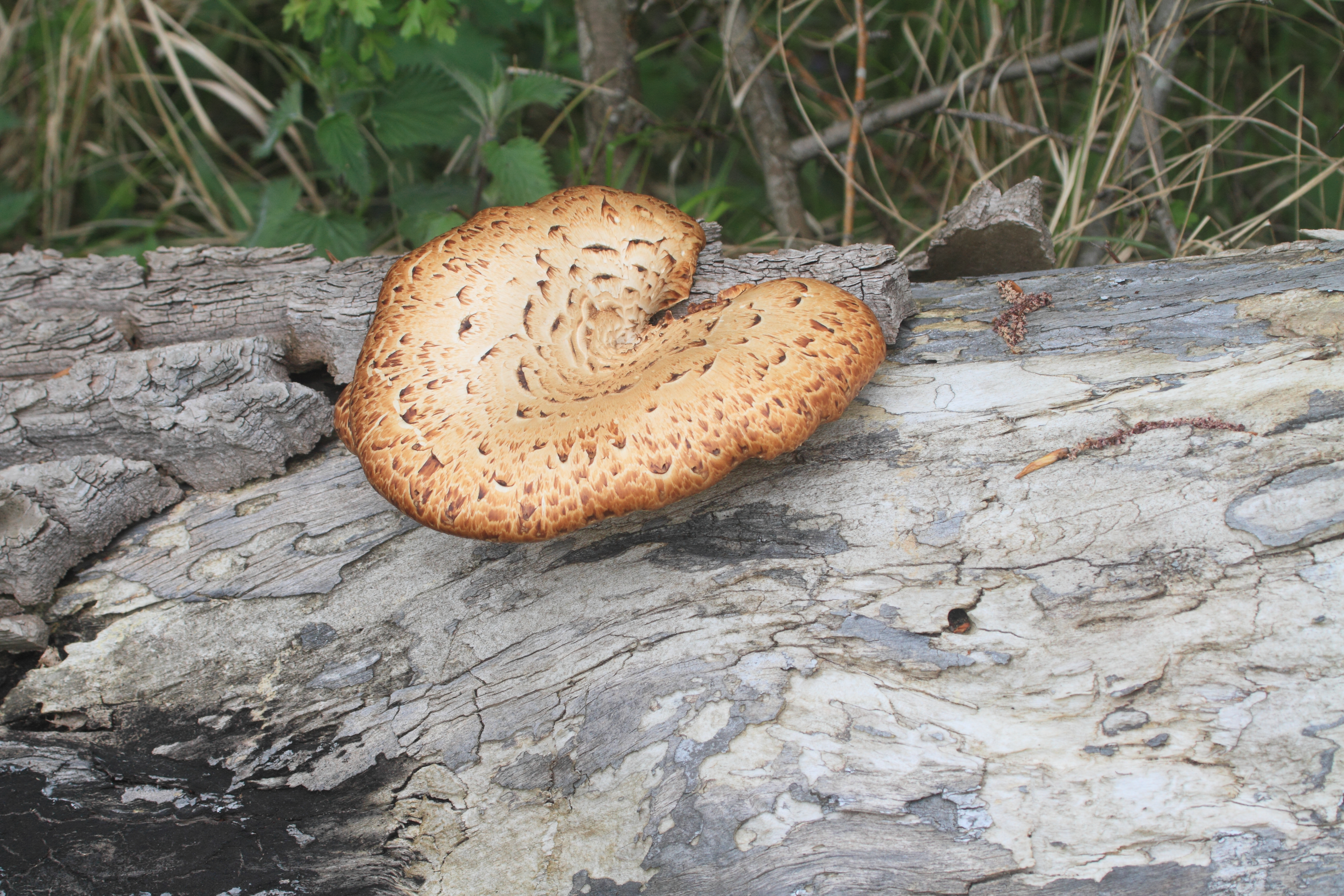 Zadelzwam op een stuk dood hout