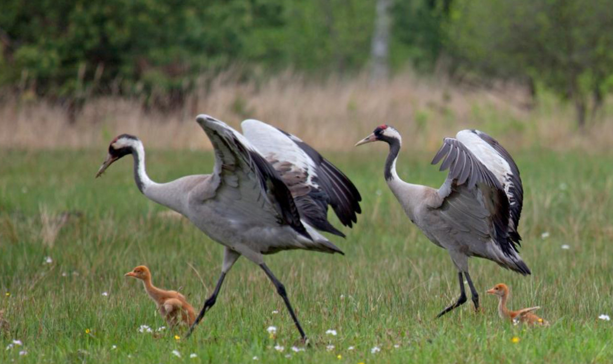 Kraanvogels foto Carsten Linde