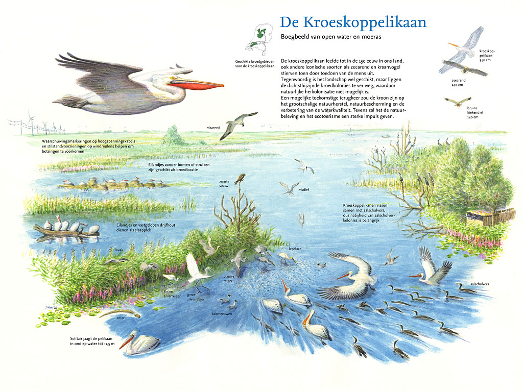 Klik op de boegbeeldtekening van de kroeskoppelikaan om 'm gratis te downloaden! Tekening: Jeroen Helmer