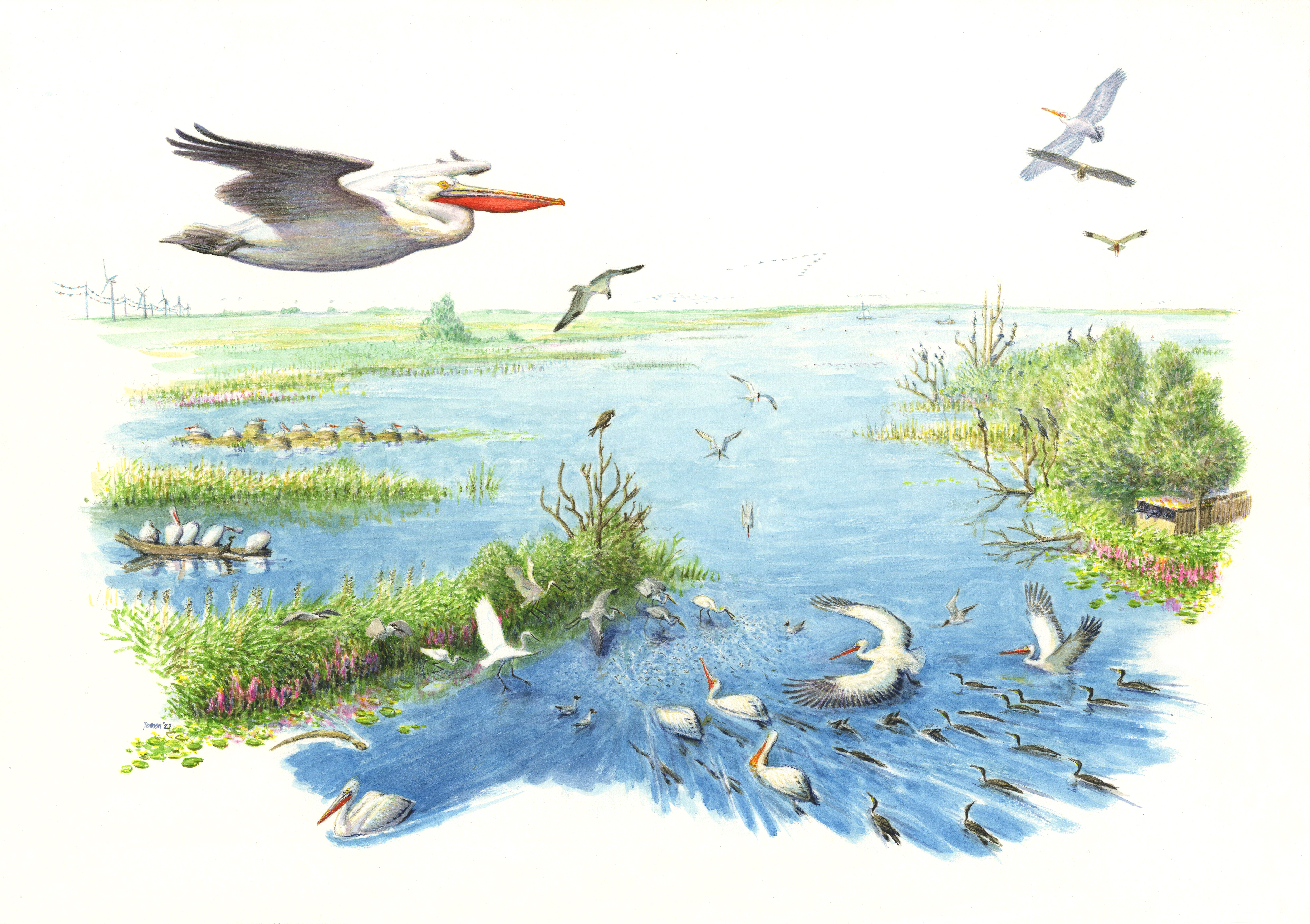 Boegbeeldtekening kroeskoppelikaan