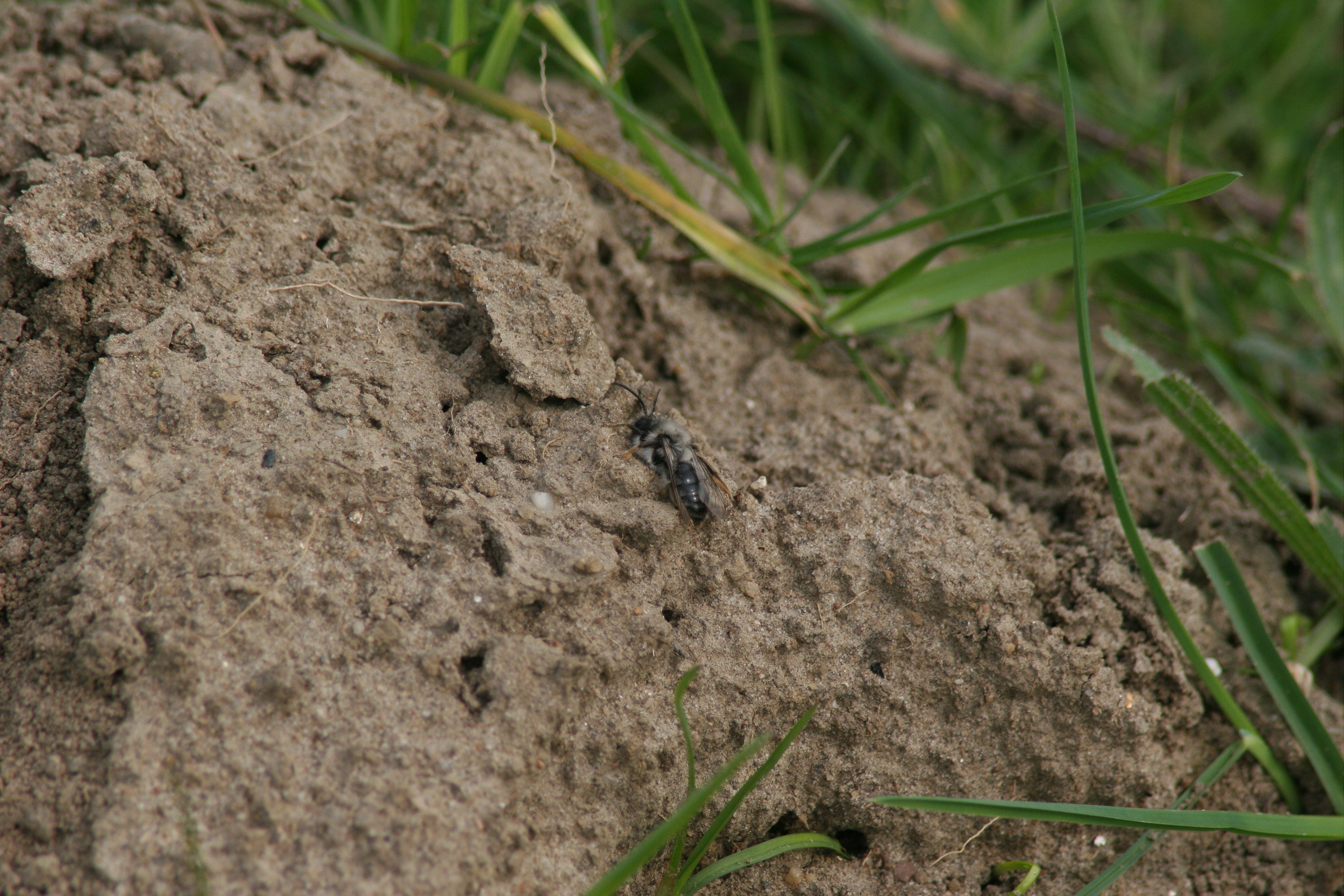Een grijze zandbij in een stierenkuil.