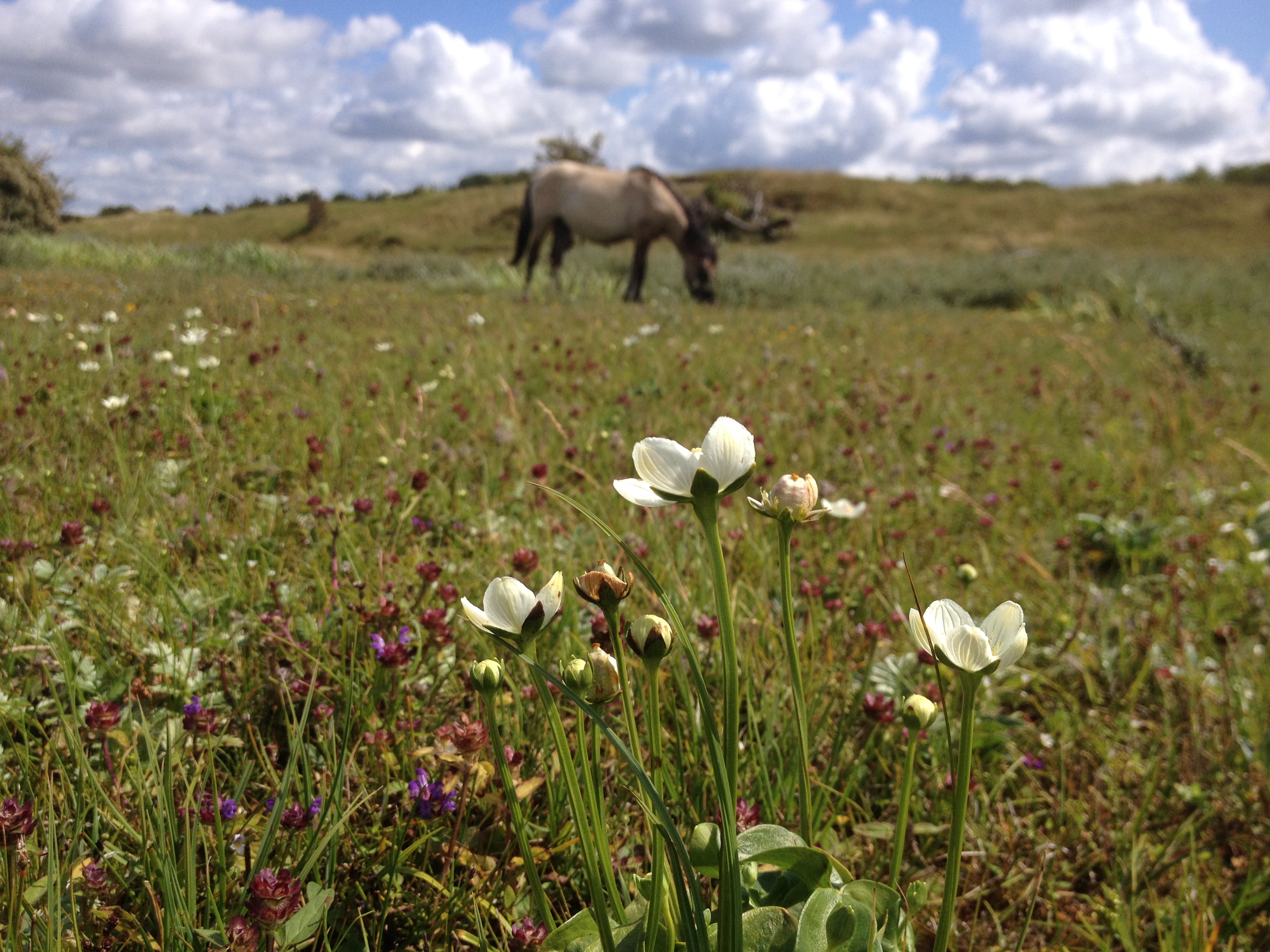 Konikpaard begraast duinvallei Oranjezon. Foto: Esther Linnartz, FREE Nature