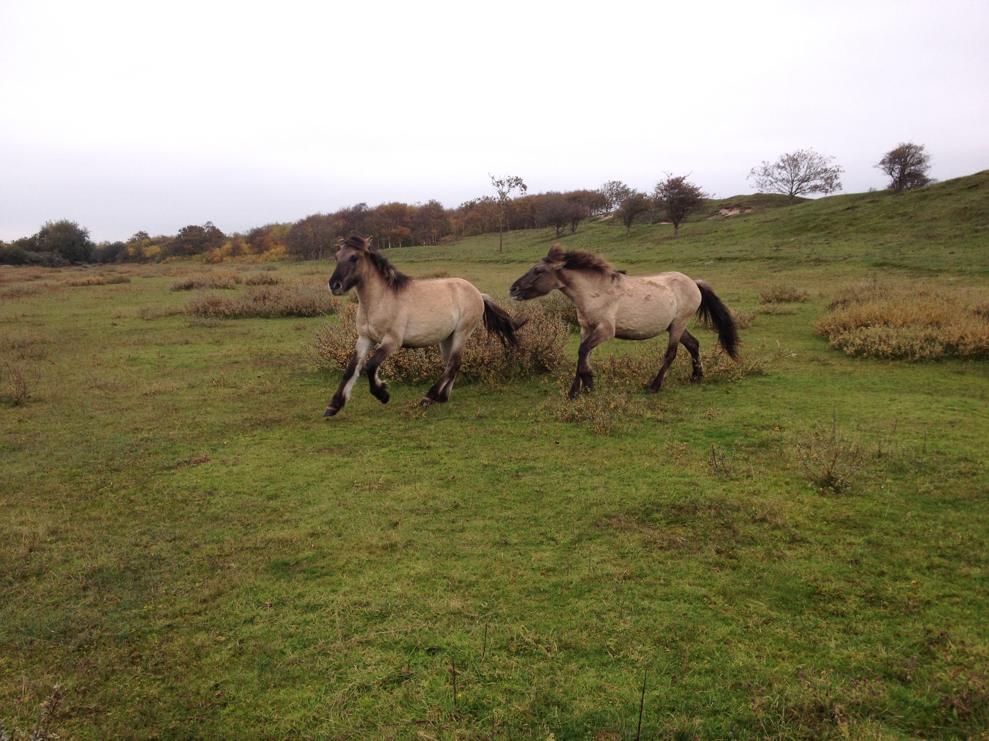 De grootste sporen ontstaan als de bodem nat is en de paarden er overheen rennen, of beter nog, met elkaar stoeien. Foto: Esther Linnartz